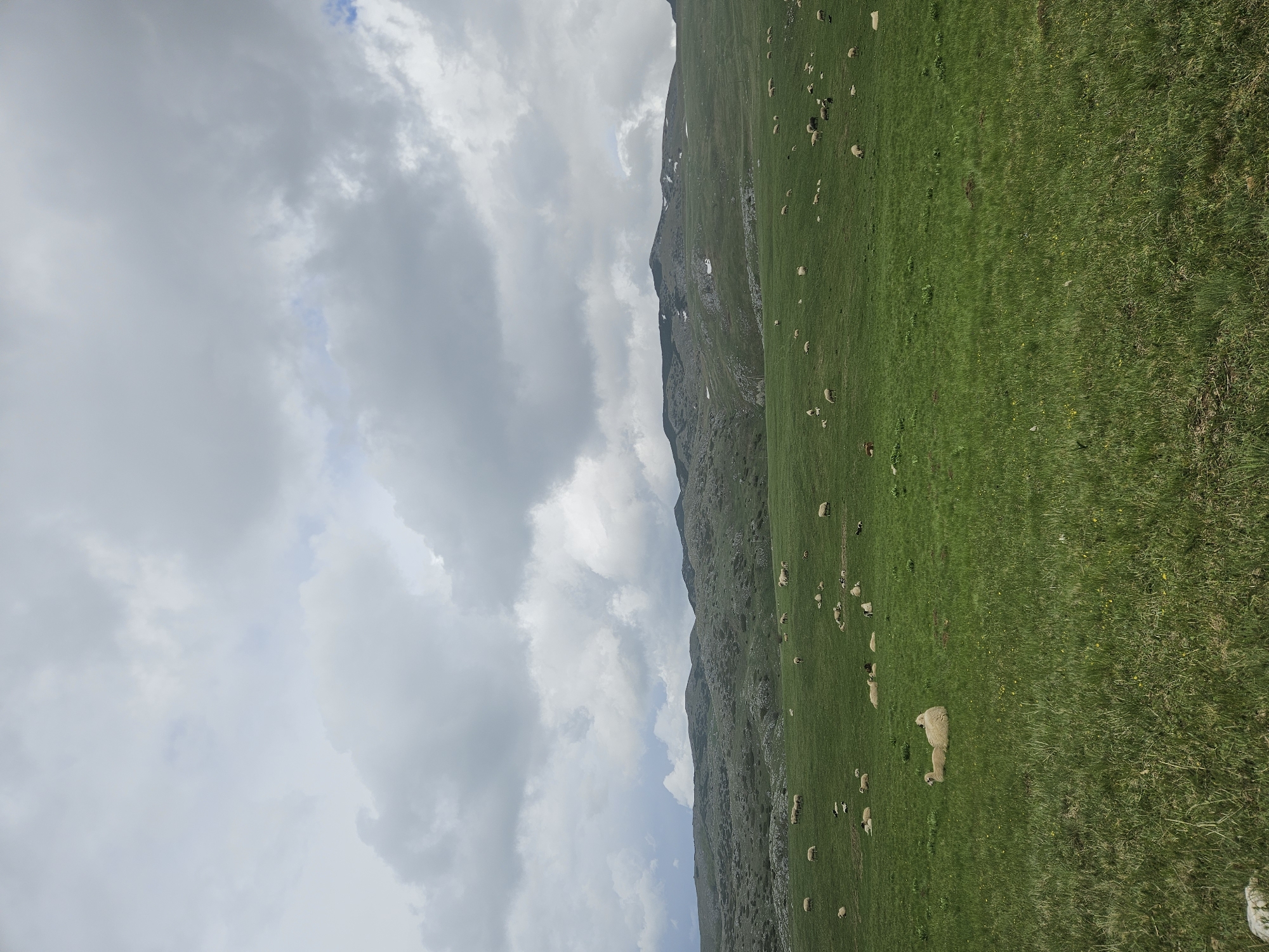 The image captures a mountain landscape in Boričje, Montenegro. The scene features a steep, grassy mountainside dotted with numerous sheep. The grassy slope transitions into a rocky, mountainous terrain further up. A cloudy sky occupies the upper portion of the image.