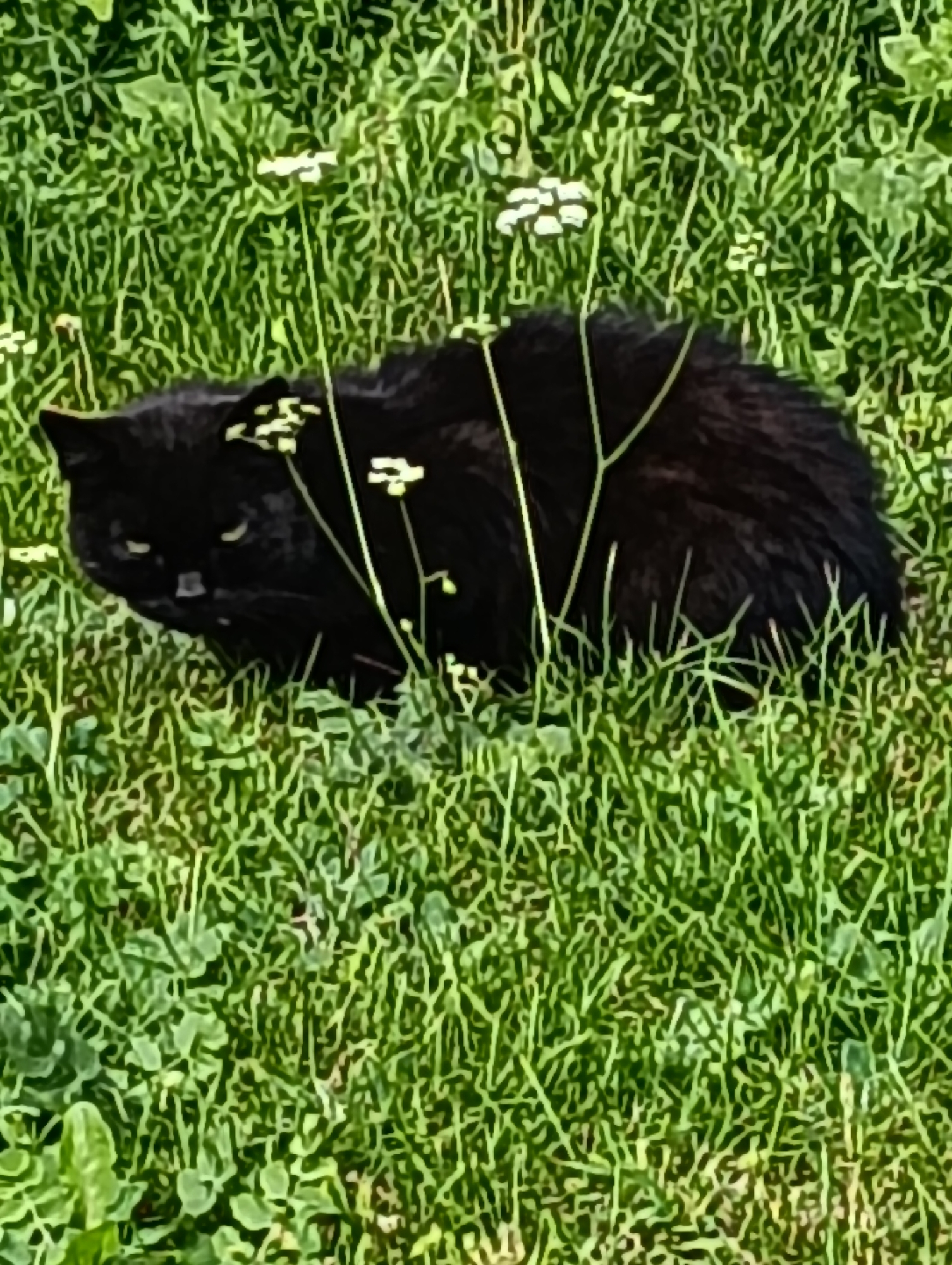 A black cat is partially visible in a grassy area with sparse white wildflowers. The cat is facing left, with its head and front paws visible. Its eyes are open and appear to be green. The grass is tall and green, with some blades curving over the cat's body. The cat's fur is dark and appears somewhat tousled. The scene is lit by sunlight, casting a slight shadow from the cat onto the grass. The location is an outdoor, natural setting. The image does not provide any information about the city of Hrodna, Belarus.