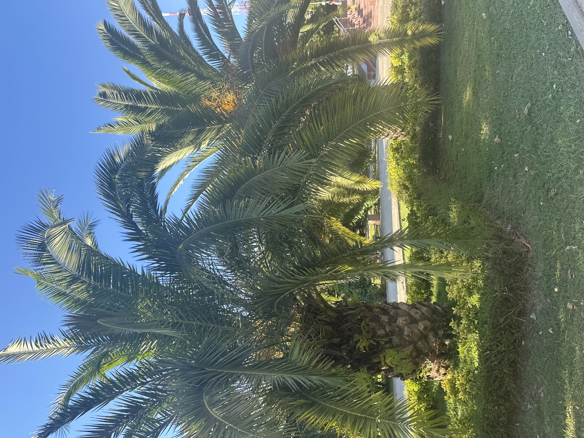 The image depicts two large palm trees in a park-like setting. The sky is a clear, bright blue. The foreground consists of a well-maintained lawn, with patches of sunlight dappling the grass. A low, manicured hedge runs along the base of the palm trees, and behind that, a more diverse array of green foliage. One of the palm trees is closer to the viewer and its thick, textured trunk is visible, with some smaller green plants growing at its base. The fronds of the palm trees are lush and green, casting shadows. In the middle ground, a paved walkway is visible, bordered by more green bushes. Further back, there are hints of urban infrastructure, including what appears to be a concrete structure with stairs and some red brickwork on the right side of the frame, as well as a distant tower with red and white sections. The overall impression is that of a sunny day in a public green space, possibly a park or promenade in Sochi, Russia, known for its palm trees and coastal location. No people are clearly visible or engaged in any actions.
