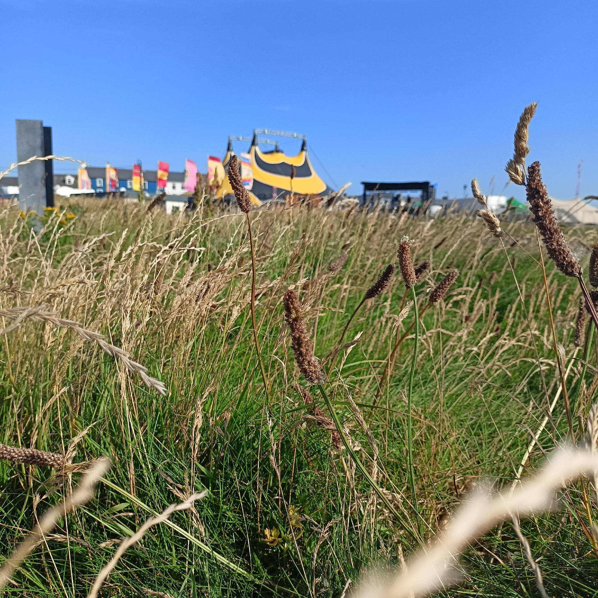 A low-angle, eye-level shot captures a sun-drenched field of tall, dry grasses and green blades in the foreground, with a bright blue sky dominating the upper portion of the frame. In the mid-ground, a large, black and yellow striped tent, possibly a circus tent, is visible with a stage structure behind it. A line of colorful flags, red, yellow, pink, and blue, are strung out to the left of the tent, interspersed with buildings. A tall, dark, rectangular structure stands to the far left, with the hint of a coastal town or festival site in the distance. The image appears to be taken in Ballybunnion, Ireland, judging by the context provided.