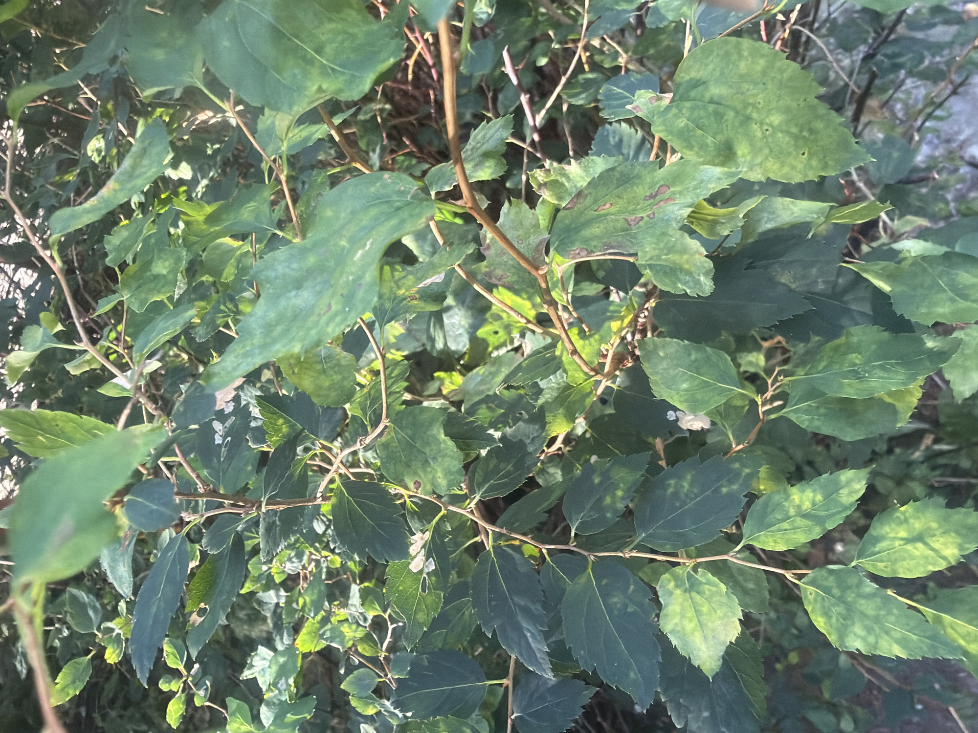 A close-up, overhead shot shows a dense cluster of green foliage from a bush or tree. The leaves are a deep green, with some showing lighter green mottling and brown spots, possibly indicating disease or damage. Thin, brown branches intertwine throughout the leaves, creating a textured, organic pattern. The lighting suggests it is daytime, with sunlight filtering through the leaves in some areas, creating highlights and shadows. The background is a blur of darker green and brown, indicating more vegetation and possibly the ground. There are no people, animals, or man-made structures clearly visible in this frame. The image composition focuses entirely on the plant life. This photograph was taken in Kaliningrad, Russia.