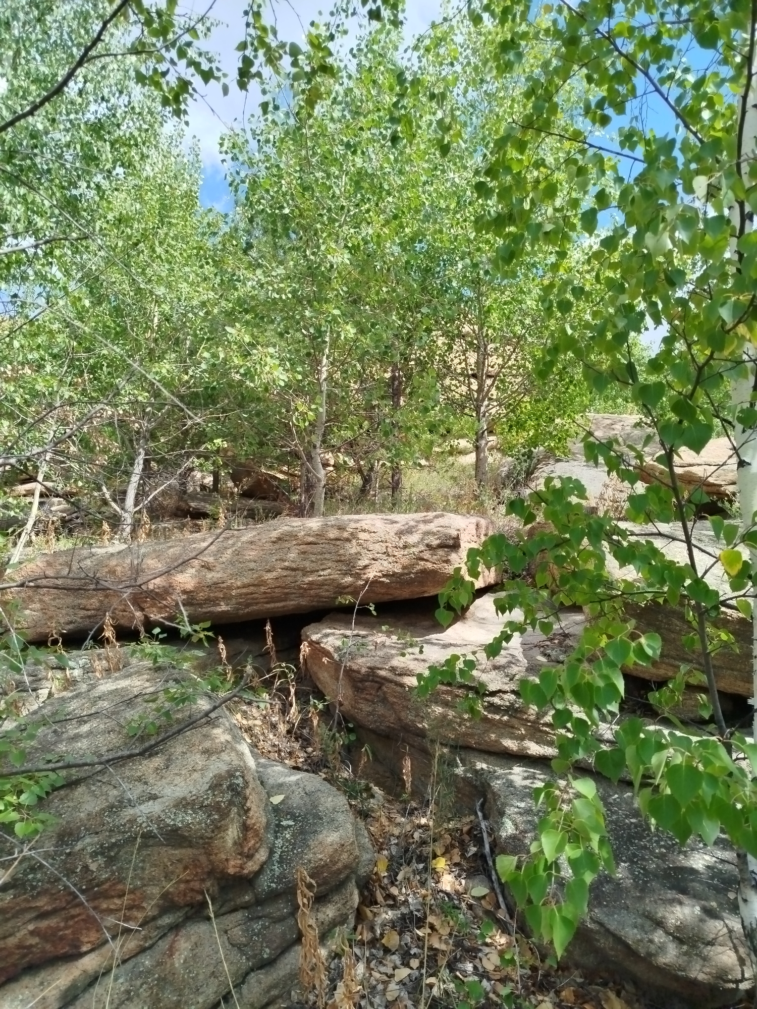 The image captures a natural scene in Qarqaraly, Kazakhstan, characterized by rugged terrain and abundant vegetation. In the foreground, large, weathered granite boulders dominate the landscape, interspersed with dry grasses and fallen leaves. A prominent, elongated log-like boulder rests horizontally, creating a sense of depth and scale. Behind these rocks, a cluster of trees with vibrant green foliage fills the midground and extends into the background. The trees, likely deciduous given their leaf structure, are interspersed with thinner branches, allowing glimpses of the sky. The sky itself is a clear, bright blue, indicating fair weather conditions. The overall impression is one of a wild, untamed natural environment, typical of the steppe and rocky landscapes found in and around Qarqaraly National Park. There are no people or animals visible in the image.