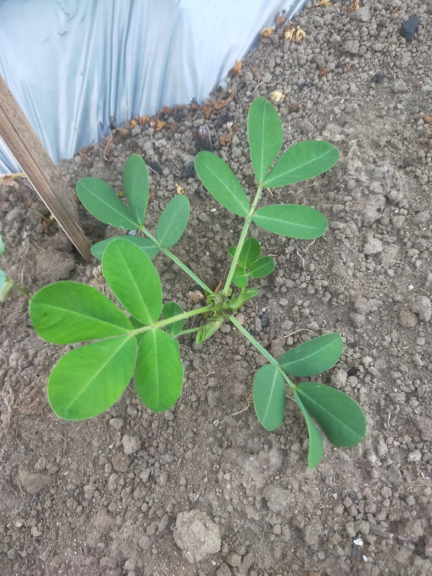 In Padang Dalom, Indonesia, a young peanut plant, characterized by its compound leaves, is shown growing in dry, loamy soil. The plant has multiple stems branching out from a central base, each supporting several pairs of ovate leaflets. A thin layer of clear plastic sheeting is visible in the background, partially covering the soil and providing a backdrop of muted light. A wooden stake leans into the frame from the left edge, possibly used to support the sheeting or the plant. The overall environment suggests an agricultural setting, likely a farm or garden.
