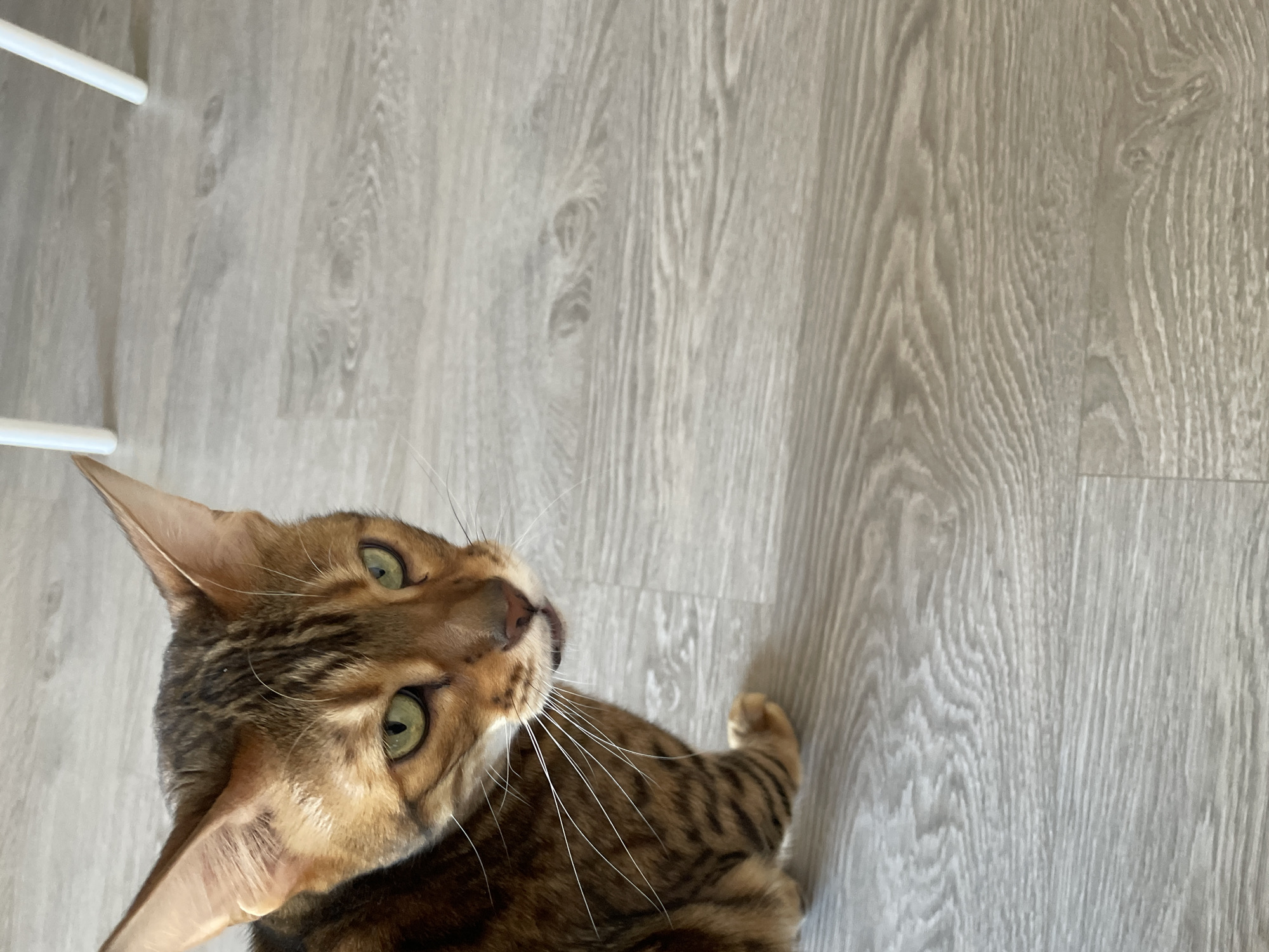 A cat is lying on a wooden floor. The cat is light brown and has dark brown stripes. The cat is looking up at the camera with its green eyes. There is a white chair leg in the upper left corner of the image. The image was taken indoors. It is not possible to determine the location of the image as Izhevsk, Russia.