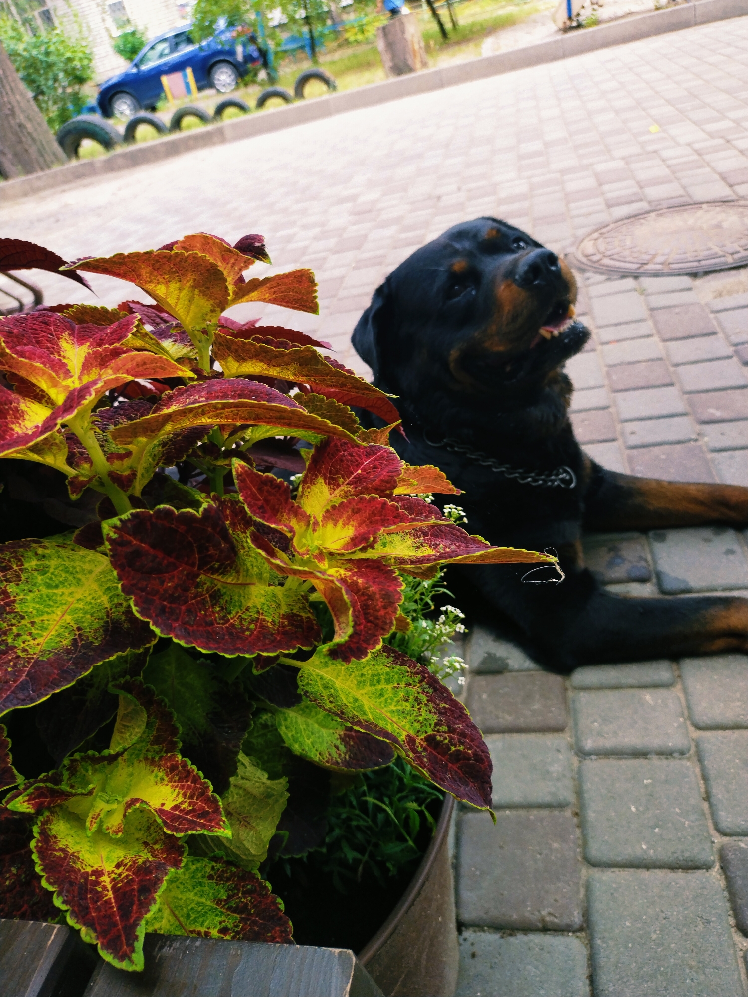 A Rottweiler dog lies on a paved walkway in a city setting. The dog is black with tan markings and is wearing a chain collar. In the foreground, there is a potted plant with vibrantly colored leaves in shades of red, yellow, and green. Behind the dog, a blue car is parked, and there are several black tires arranged in a line, possibly as a playground border. The walkway is made of interlocking gray pavers. The background shows some greenery and a building. The location is identified as Horishni Plavni, Ukraine.