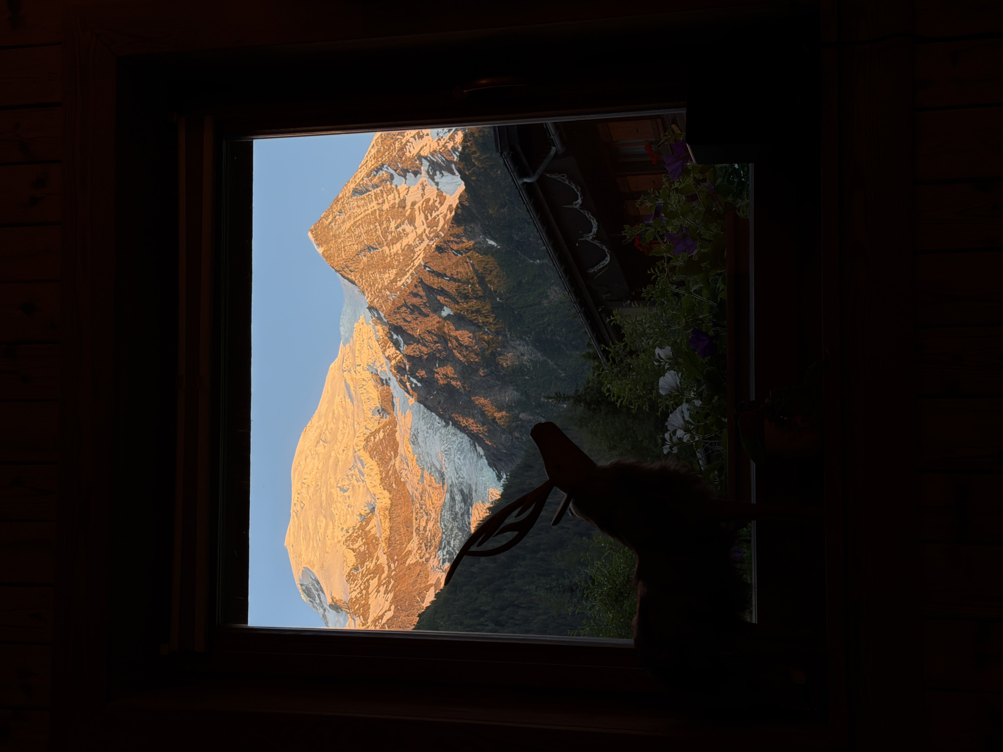 A silhouette of a taxidermied deer head with antlers is positioned in the foreground, looking out of a wooden-framed window. Beyond the window, a majestic mountain range, likely Mont Blanc, is illuminated by the warm glow of sunrise or sunset. The snow-capped peaks are a brilliant orange and yellow, contrasting with the deep blue sky. Below the mountains, a dense forest of green trees covers the slopes. In the middle ground, a traditional wooden chalet with a dark roof and shutters is visible. A window box filled with colorful flowers, including white and purple blooms, sits on the windowsill. The interior of the room from which the photo is taken is dark and out of focus, with wooden paneling on the walls.
