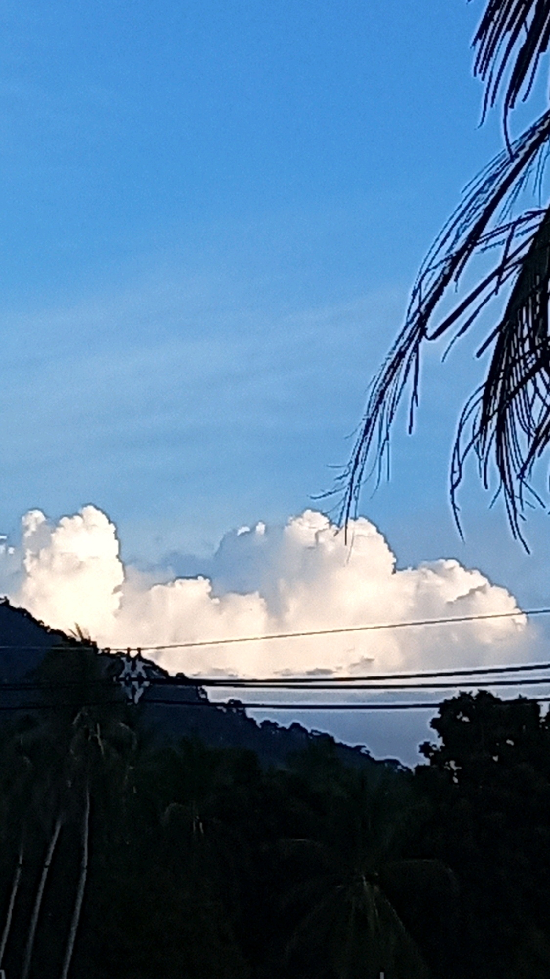 The image captures a coastal view from Ko Pha-ngan District, Thailand, dominated by a clear blue sky with scattered white cumulus clouds. A palm frond extends into the upper right corner of the frame, silhouetted against the sky. Below the clouds, a lush green, tree-covered hillside slopes down towards the water. Several power lines are strung across the hillside, with poles visible in the mid-ground. The foreground is occupied by the dark silhouettes of trees, suggesting a dense tropical foliage. The lighting indicates it is daytime, likely late afternoon due to the soft light on the clouds and the long shadows cast by the trees. There are no people or explicit human activities depicted in the scene, though the power lines suggest human infrastructure in the area. The overall impression is one of a serene, natural landscape within a developed tropical environment.
