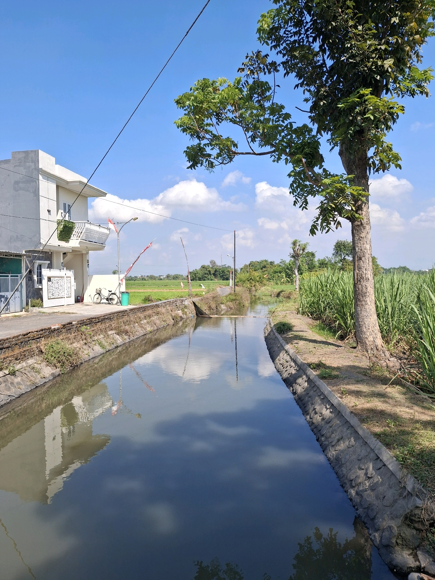 The image depicts a calm waterway bordered by concrete and stone retaining walls, running through a semi-rural area. On the left bank, a modern, two-story white house is visible, with a bicycle and a green trash bin parked outside. A flag pole with two Indonesian flags is also present near the house. The right bank is lined with tall green sugarcane plants. In the background, a vast green field stretches towards a treeline under a bright blue sky dotted with white clouds. A large tree with dense foliage extends from the right bank, its branches overhanging the waterway. The water reflects the sky, clouds, and surrounding greenery. The scene appears to be in the village of Jogotrunan, Indonesia, given the presence of the Indonesian flags and the agricultural landscape.