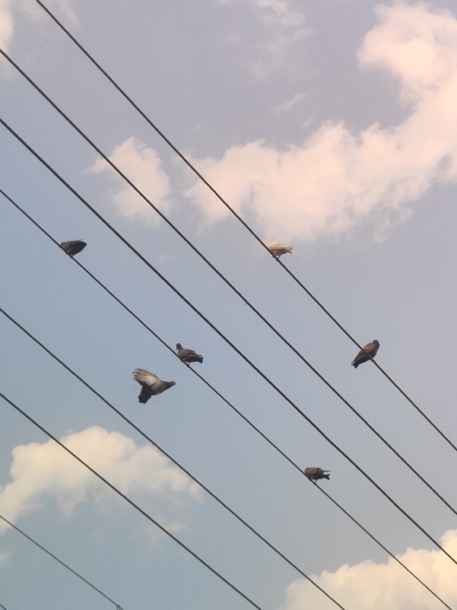 The image depicts several pigeons perched on electrical wires against a pale blue sky with scattered white and pinkish clouds. The wires are angled across the frame, and the pigeons are positioned at various points along them. One pigeon in the lower center of the image is in mid-flight, with its wings spread. Another pigeon is on a wire in the upper right, and one is on a wire in the upper left. The scene appears to be outdoors, likely in a semi-urban or rural area. The presence of electrical wires suggests a developed area, while the cloud formation might indicate a particular time of day or weather conditions. The overall impression is a snapshot of urban wildlife.