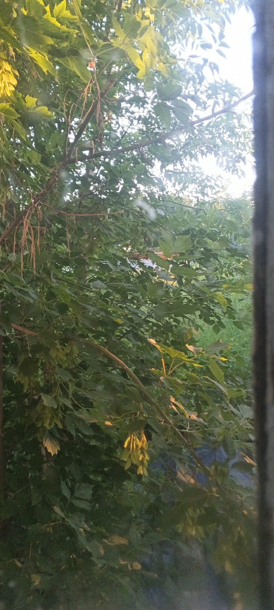 The image shows a close-up view of tree branches and leaves, likely taken from a window. The foliage is dense and green, with some sunlight filtering through, creating bright highlights on the leaves and branches. There are also some seed pods hanging from the branches. The overall scene suggests an outdoor environment, possibly a backyard or park. The context of Chernyavskii, Russia, places this scene in a rural or semi-rural setting, consistent with the natural elements depicted.