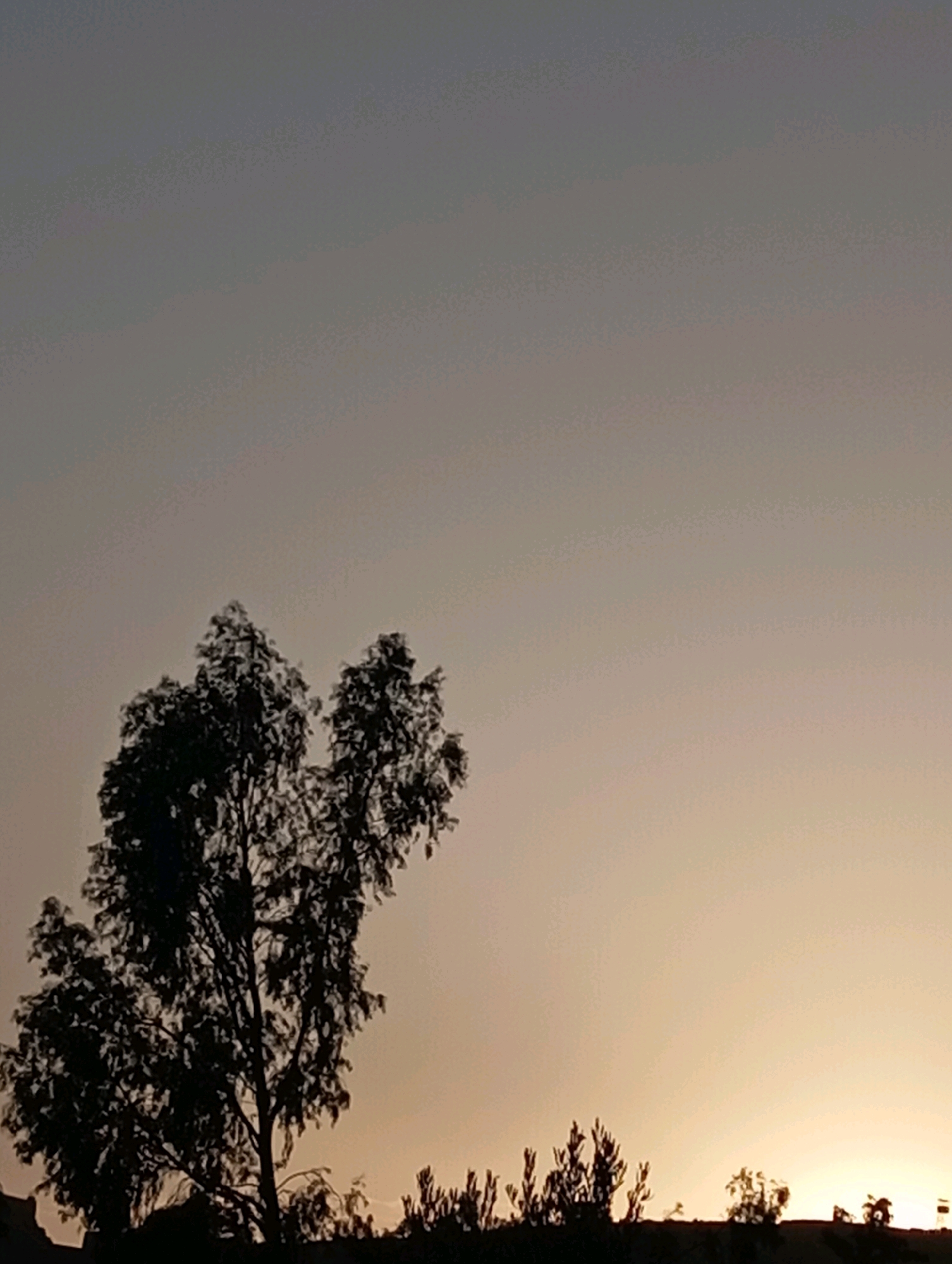 A silhouetted tree stands prominently against a gradient sky, transitioning from a dusky grey at the top to a pale orange hue near the horizon. The tree's branches are finely detailed, suggesting a deciduous species. In the foreground, a line of smaller, similarly silhouetted shrubs and vegetation outlines the base of the scene. The overall impression is that of a landscape captured at dusk or dawn, likely an outdoor natural setting on the outskirts of Marrakesh, Morocco.