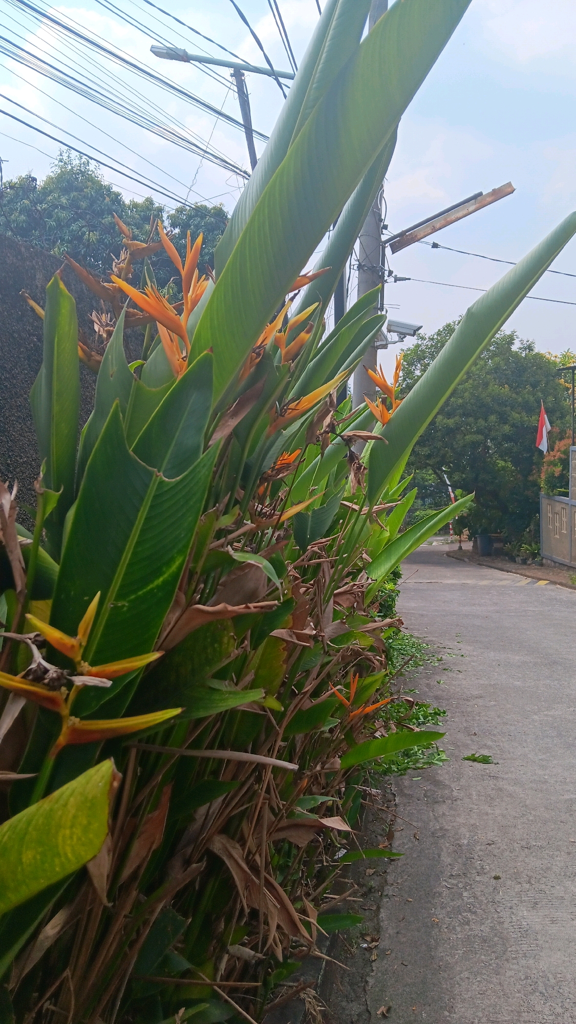 The image depicts a close-up view of a heliconia plant with vibrant orange and yellow flowers, and large green leaves, growing along the edge of a paved road in Depok, Indonesia. The plant's foliage dominates the foreground, with some dried leaves and stems visible at the base. In the background, a concrete wall is visible to the left, and a street light and numerous electrical wires are strung across the sky. The road curves gently to the right, and on the far side, a building with a red and white Indonesian flag flying can be seen, suggesting a residential or commercial area. The lighting suggests it is daytime, with a bright sky and some cloud cover.
