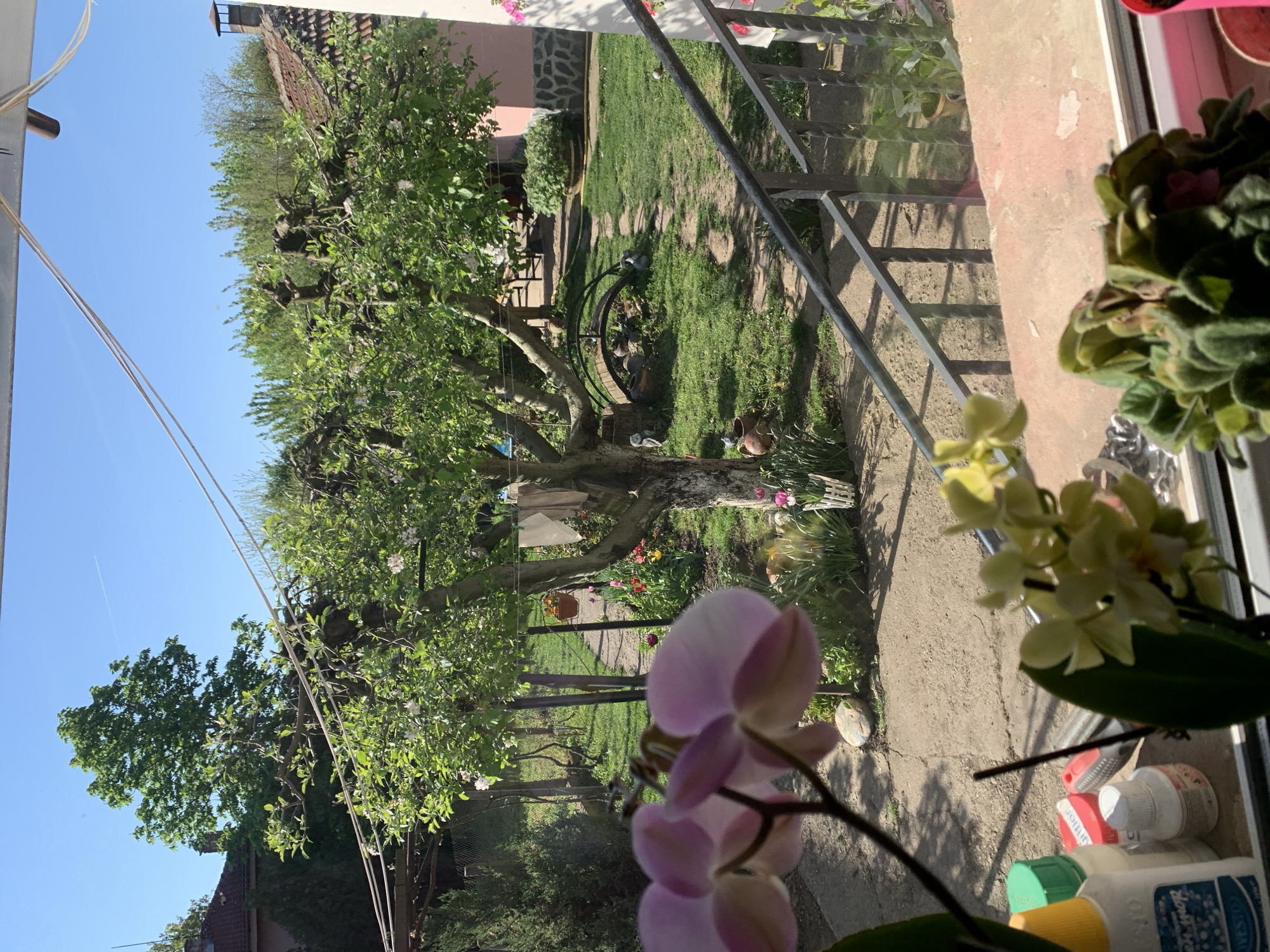The image depicts a view from inside a building, looking out onto a garden in Lehchevo, Bulgaria. A large tree dominates the central part of the view, with various garden ornaments and plants visible beneath its canopy. A stone path meanders through the grass. The image is taken through a window, with indoor plants and cleaning supplies visible on the windowsill. The weather appears sunny.