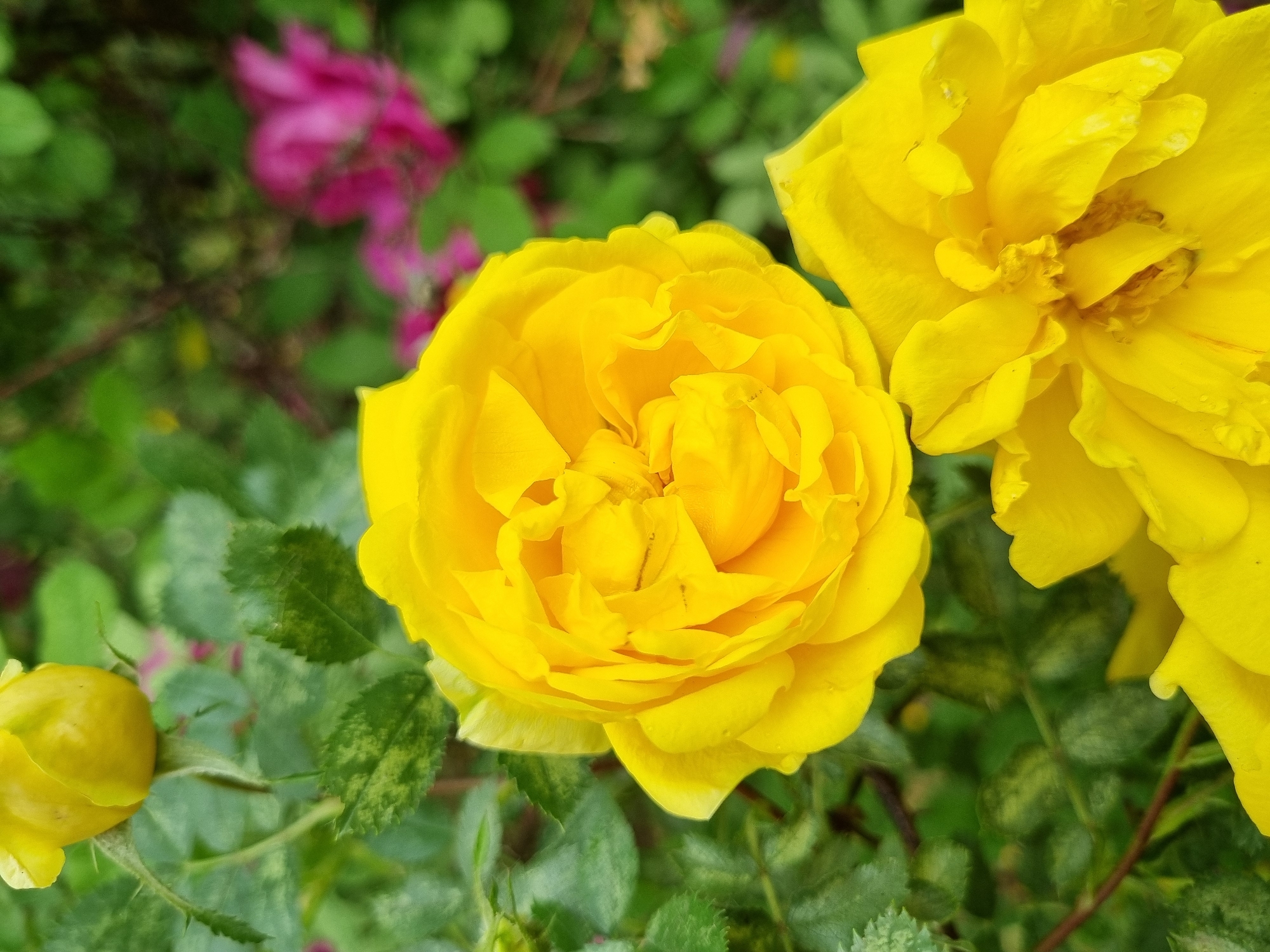 This is a close-up, eye-level shot of yellow roses in a garden. The primary subject is a fully bloomed yellow rose in the center of the frame, its petals tightly curled and layered. To the right of this rose, another yellow rose is partially visible, its petals also yellow and luminous. In the lower left corner, a small, unopened yellow rose bud is apparent. The background is a blur of green foliage and hints of pink flowers, suggesting a vibrant garden setting. The lighting appears to be natural daylight, likely overcast, as there are no harsh shadows, and the colors are soft. There are small water droplets on some of the rose petals, indicating recent rain or dew. The overall mood is peaceful and serene, highlighting the natural beauty of the flowers. No people, text, or specific location cues beyond the general garden setting are visible. The implied location context of Chaikovsky, Russia, doesn't offer any specific visual clues within the image itself.