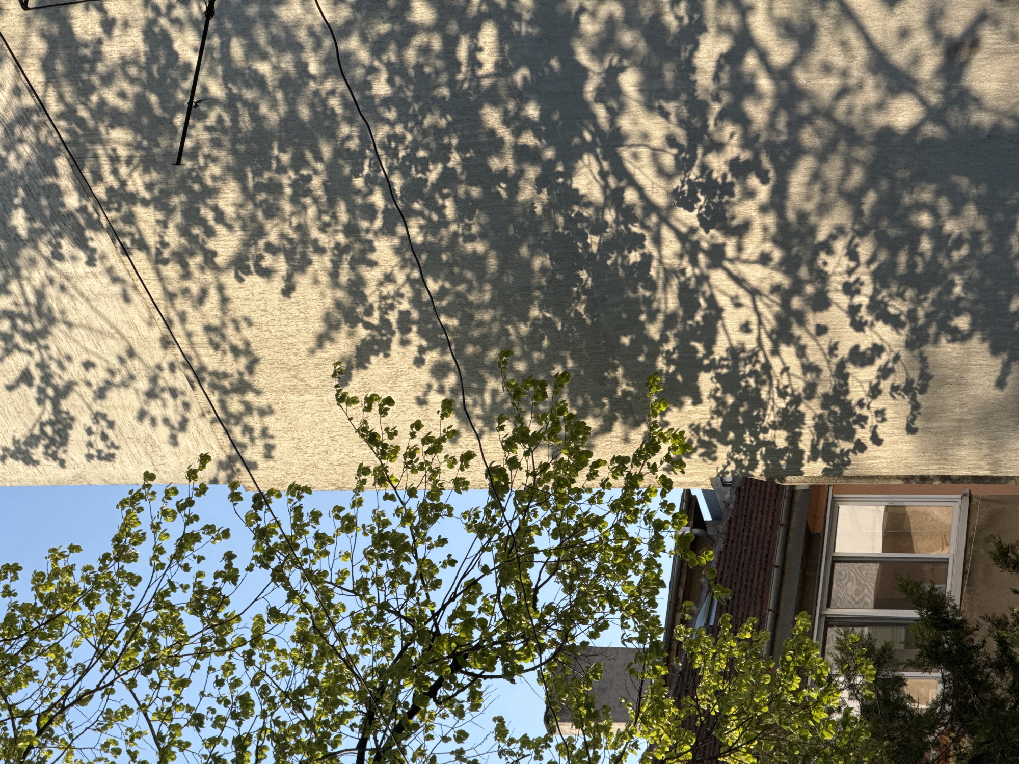 The media file presents an upward-looking view, primarily split between a light-colored, textured surface at the top and a vibrant outdoor scene below, set in Sofia, Bulgaria. The upper portion shows a large, possibly concrete or stucco wall or ceiling, brightly lit by the sun, onto which the intricate, dark shadows of tree branches and leaves are cast. Several dark, thin lines, likely utility wires or cables, are visible crossing this shadowed surface.
The lower half of the image features a bright, clear blue sky. Against this backdrop, the branches of a deciduous tree are prominent, covered with numerous small, fresh, light green leaves, suggesting spring or early summer. To the right and partially obscured by foliage, a segment of a building is visible, characterized by a white-framed window with multiple panes and a screen. Parts of a reddish-brown tiled roof and darker evergreen shrubs are also discernible. The strong, defined shadows indicate that the photograph was captured during the early morning or late afternoon. No people or visible text are present in the frame.