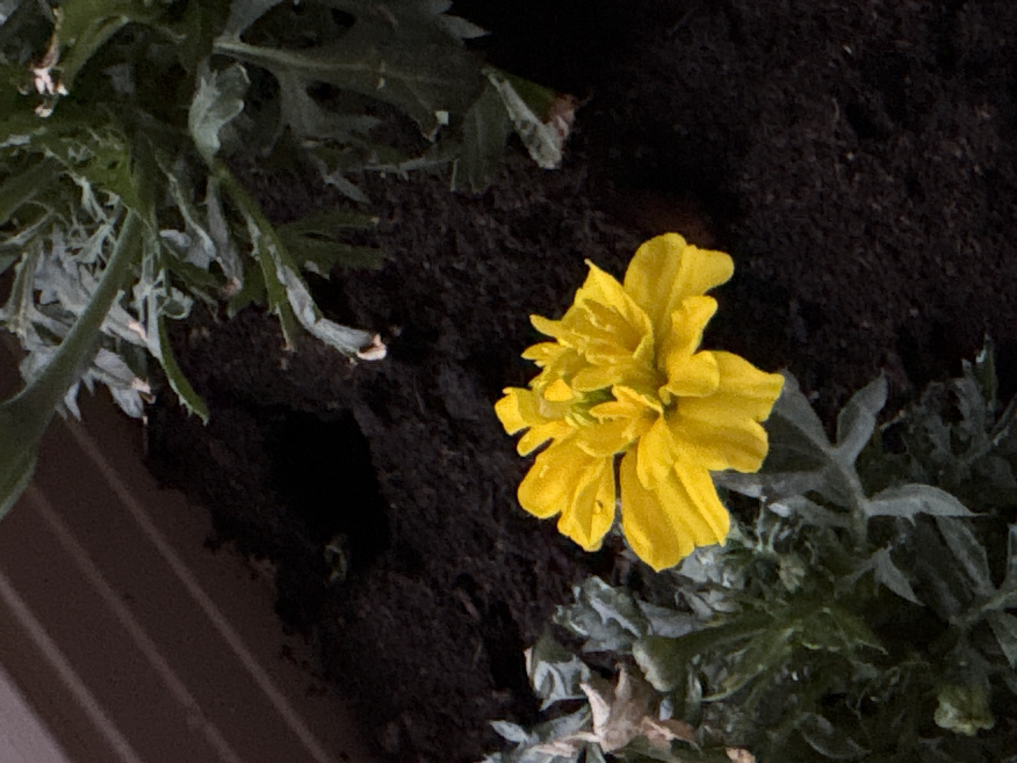 A close-up shot shows a bright yellow flower against a dark background of soil and foliage. The flower is in full bloom, with tightly packed petals. The surrounding foliage is a muted green-grey. The dark soil suggests the flower is planted in a garden or pot. The image provides no information about Plovdiv, Bulgaria.