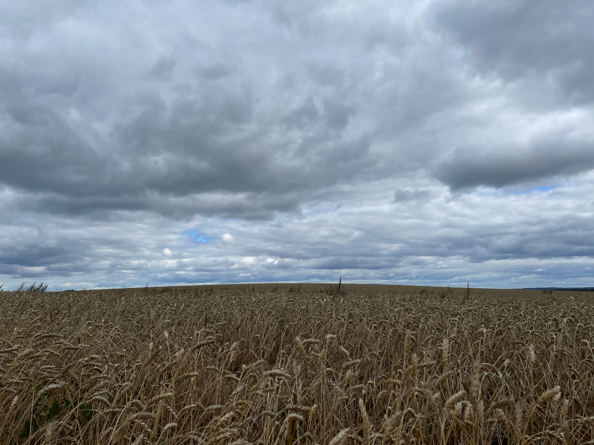A wide-angle, eye-level shot captures a vast, golden wheat field under a dramatic, cloudy sky. The wheat stalks, dry and mature, stretch across the entire foreground and middle ground, creating a textured, uniform surface. The horizon line is barely visible, a thin strip of muted earth and distant greenery separating the field from the sky. The sky itself is filled with heavy, dark grey clouds, with patches of lighter grey and subtle hints of blue peeking through in the distance. The overall impression is one of an agricultural landscape in late summer or early autumn, with the weather suggesting impending rain. The location is identified as Perevoznoe, Russia.
