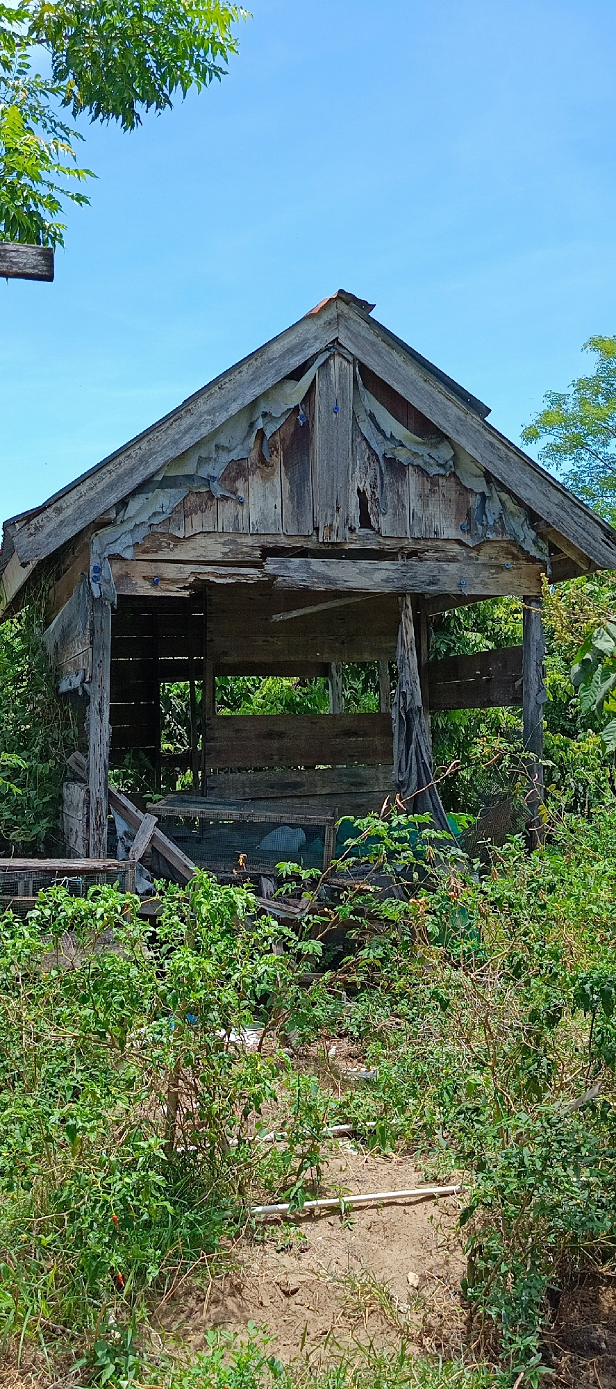 The image depicts an old, dilapidated wooden structure situated in a verdant, overgrown outdoor environment. The structure, likely a small shed or shelter, exhibits significant decay with weathered wood, torn fabric, and visible structural damage. It appears abandoned and has been overtaken by surrounding vegetation, with dense green plants and trees encroaching on and around it. The ground in front of the structure is bare earth, suggesting a lack of recent activity or maintenance. The sky above is clear and blue, indicating daylight. The setting appears rural, possibly a backyard or undeveloped plot within a village. The presence of what look like birdcages or small enclosures within the structure suggests it may have previously been used for housing small animals. The overall impression is one of neglect and the passage of time, with nature gradually reclaiming the man-made structure.