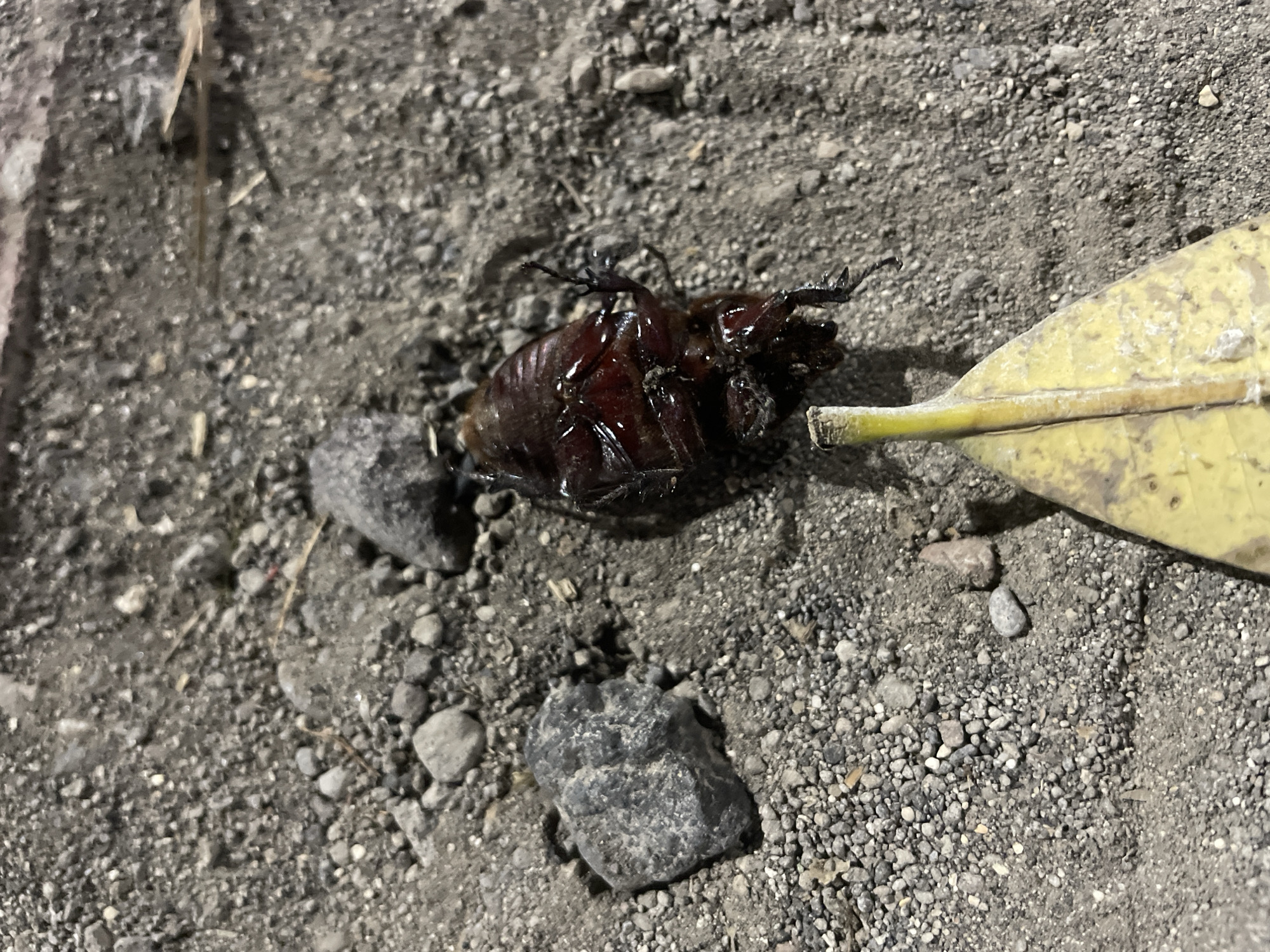 The media file displays a close-up, ground-level view of a deceased dark-bodied insect, likely a beetle or large cockroach, lying upside down on a gravelly surface. Its legs are curled, and its underside appears dark and glossy, possibly from moisture or decomposition. The insect is positioned slightly left of the frame's center.
The scene is an outdoor setting, characterized by a rough ground composed of various small, grey, and brown stones, gravel, and sand. Two larger, dark grey stones are visible near the insect. To the right of the insect, a dried, yellowish-green leaf with a prominent central vein is partially visible, its stem pointing towards the insect.
The activity captured is the static presence of the dead insect. The lighting is dim, suggesting it might be nighttime illuminated by an artificial light source, or perhaps a heavily shaded area during the day. The ground appears dry, and there are no signs of rain or other weather conditions. The location context for this scene is Kuta Selatan, Indonesia. There is no visible text within the image.