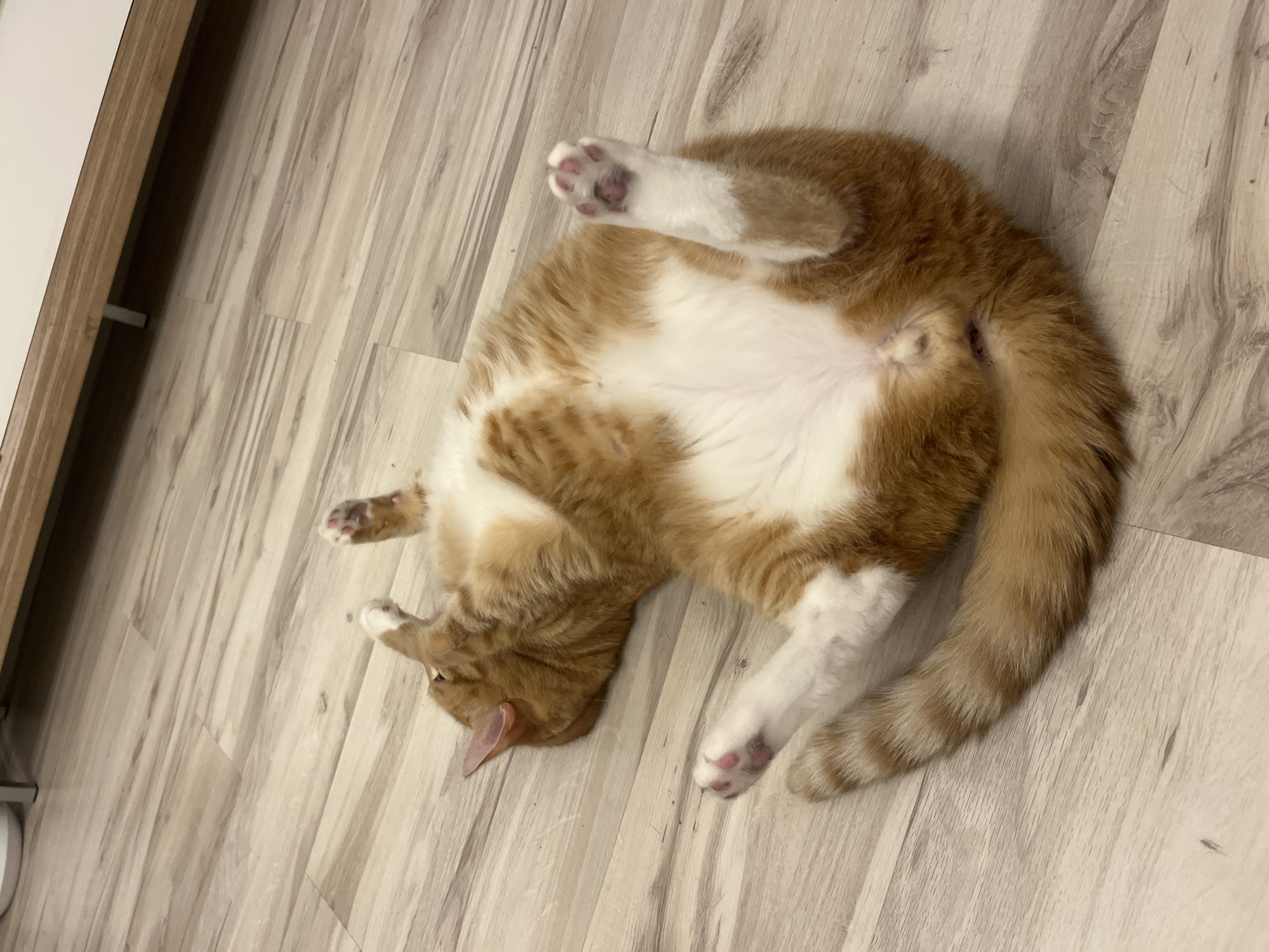 An orange and white cat is lying on its back on a light-colored wood-patterned floor. The cat's belly is exposed, and its paws are extended upwards. Its tail is curled around its body. The floor appears to be indoors, possibly in a residential setting. There are no people or other animals visible in the image. The lighting suggests it is daytime, and the scene is well-lit. There is no specific information in the image to determine its location in Zabrze, Poland.