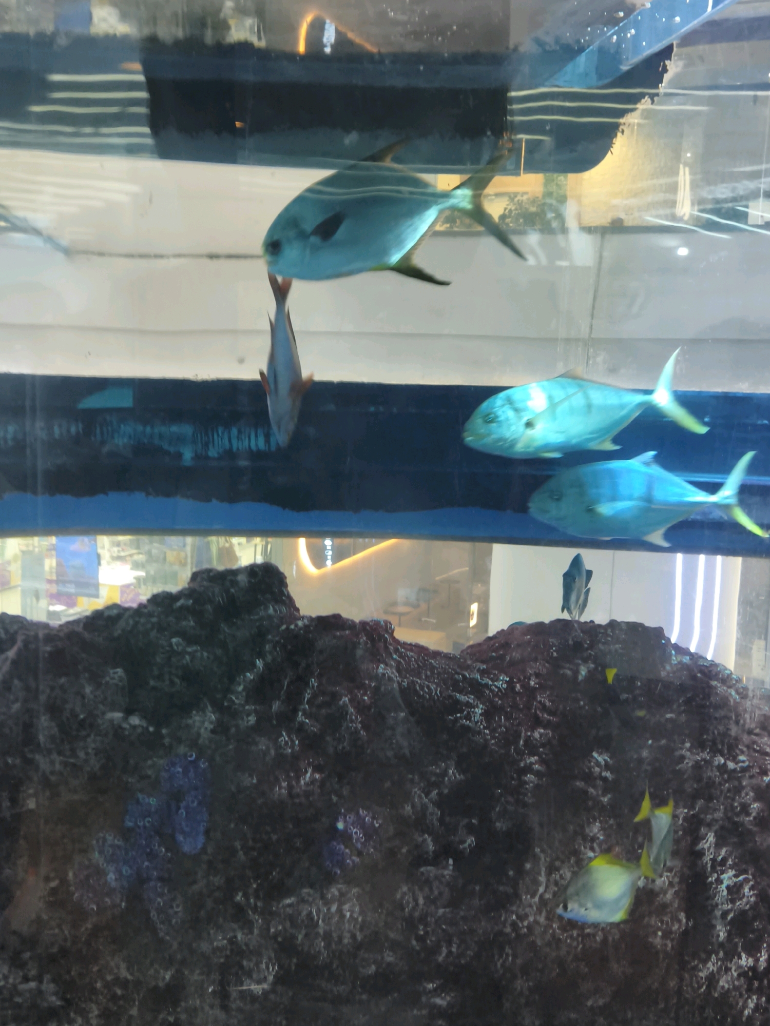 The image depicts an aquarium with several fish. In the upper portion of the tank, two large, iridescent blue-green fish are swimming horizontally. Below them, a smaller, darker fish appears to be swimming downwards. In the foreground, a rocky, dark substrate forms the bottom of the aquarium. Several smaller fish, one predominantly yellow and blue, are visible swimming near the rocks. The lighting in the aquarium is somewhat dim, with artificial lights visible reflecting off the water's surface. The background appears to be a dimly lit interior space, possibly a commercial establishment or a public building, with some reflections of lights and structures visible. There is no indication of the specific location within Moscow, Russia, nor are there any people present.