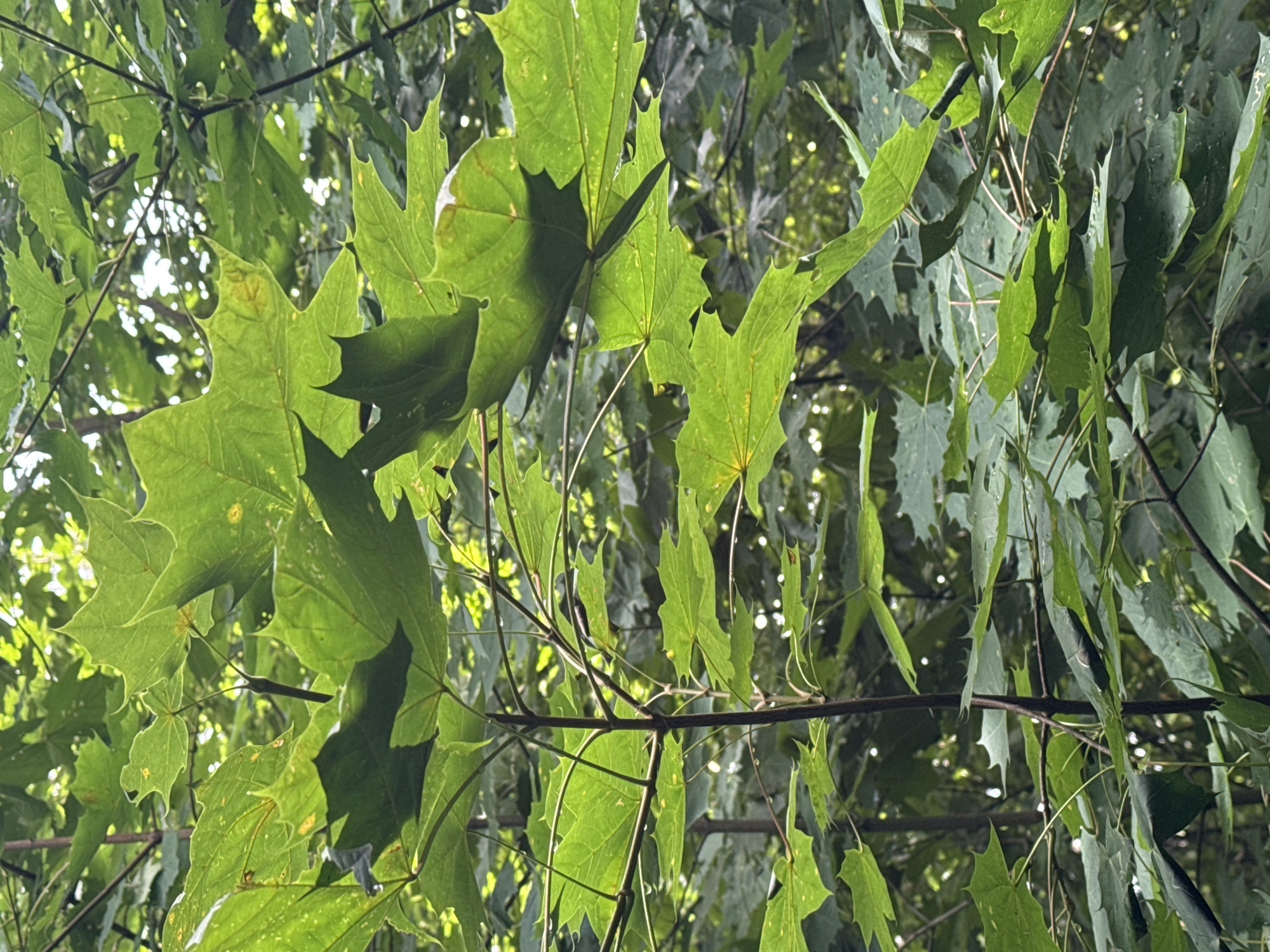 A close-up, medium shot captures a cluster of bright green maple leaves, some with yellowed edges, densely packed on thin, dark brown branches. The leaves are damp, with visible water droplets on their surfaces, suggesting recent rain or dew. Sunlight filters through the foliage, creating highlights and casting shadows, which adds depth and texture to the scene. The background is a soft blur of more green leaves and dappled light, indicating a wooded or park-like setting. The overall impression is one of lush, natural growth. The location is Bykovo, Russia.