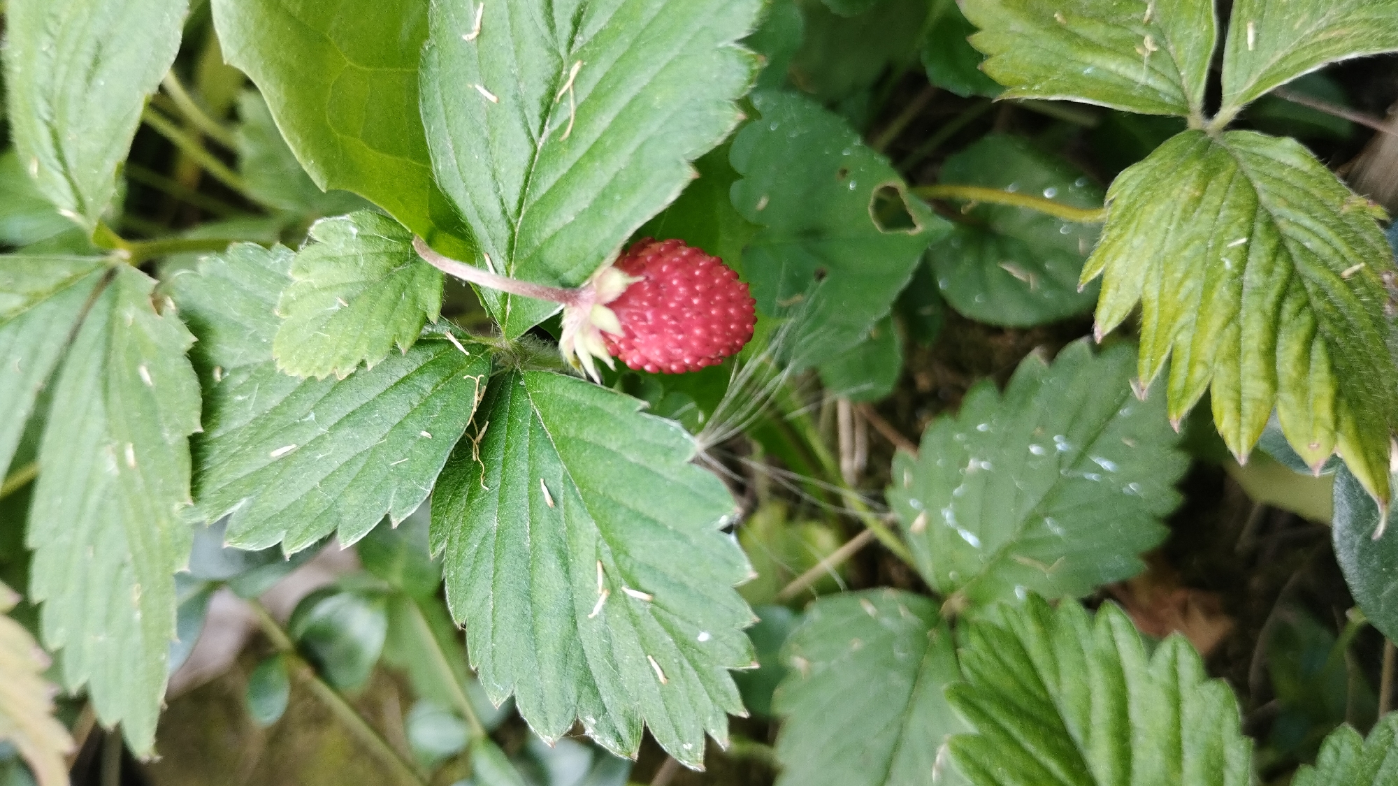 A single, ripe wild strawberry hangs from a thin stem, surrounded by lush green strawberry leaves. The berry is a vibrant red, with a bumpy texture from its many seeds. The leaves are a deep green, with serrated edges and visible veins. Some of the leaves have small, light-colored flecks on them, possibly dust or pollen, and thin, wispy strands of what appears to be spider silk are also visible. The background is blurred, suggesting a natural, outdoor environment with hints of darker foliage and earth.