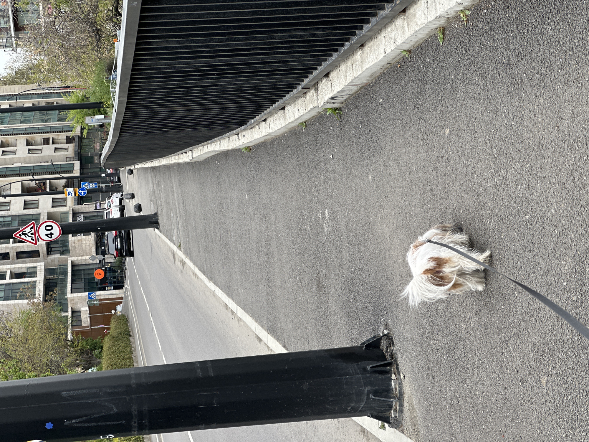 This daytime image captures a small, fluffy dog on a leash on a paved urban path in Tbilisi, Georgia. The dog, which has white and brown fur and appears to be a Shih Tzu or similar breed, is positioned on the right side of the path, facing left and seemingly sniffing the ground or resting. A dark leash extends from its harness.
The path is made of dark, textured asphalt and stretches into the distance, curving slightly to the left. It is bordered on the left by a low concrete curb and a long, black metal railing composed of horizontal bars. Beyond this railing is a road where cars are visible in the background. To the far left, multi-story buildings with modern architecture, featuring numerous windows and balconies, line the street. Green trees and shrubs are interspersed among the buildings and alongside the road.
Several traffic signs are visible on the left side of the road: a triangular red-bordered sign depicting a pedestrian, a circular red-bordered sign with the number "40" (indicating a speed limit), and a blue circular sign with a white right-pointing arrow. Another blue square sign shows a figure pushing a shopping cart. A prominent black pole in the foreground has a small blue flower sticker and some faint white writing. The weather appears clear and bright.