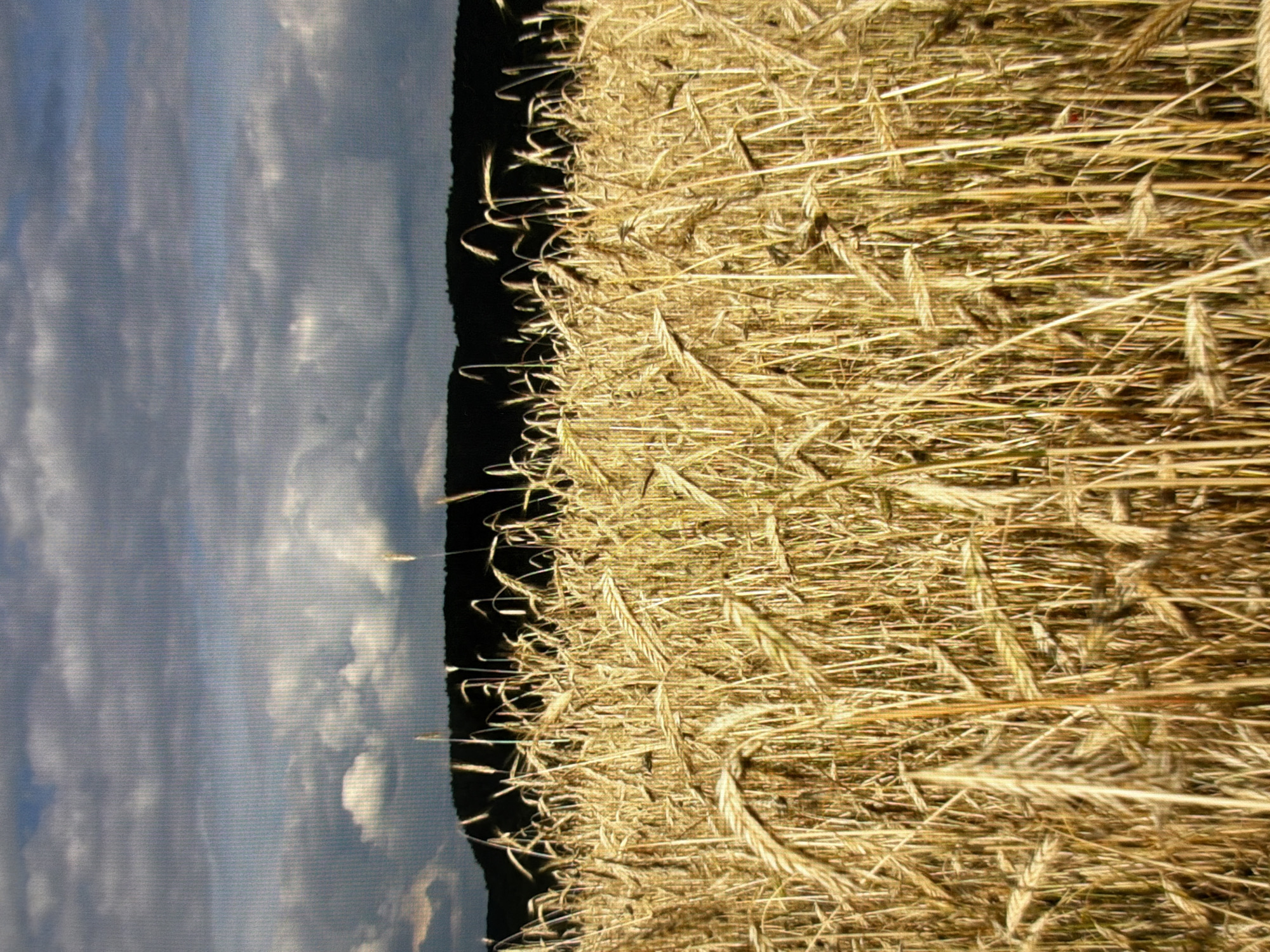 A low-angle shot captures a field of ripe golden wheat stretching towards a dark, silhouetted tree line against a dramatic sky. The wheat stalks are dense and detailed, showing individual grains and their textures. The sky is filled with heavy, dark gray clouds, with patches of lighter gray and hints of blue visible between them. The overall impression is one of natural abundance and the impending approach of a storm. The image does not contain any identifiable landmarks or details that would suggest a specific location within Kyiv, Ukraine.