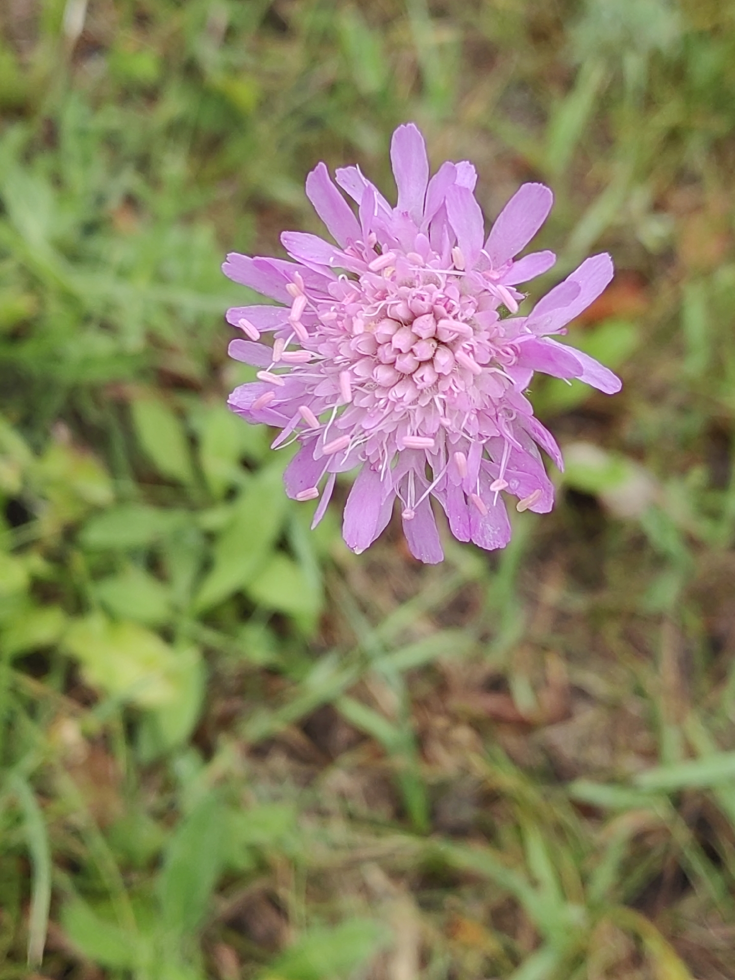 The image shows a close-up, top-down view of a single pink scabious flower in bloom, set against a blurred background of green grass and soil. The flower is characterized by its many small, pink petals and prominent stamens tipped with yellow anthers. The surrounding foliage is out of focus, suggesting a shallow depth of field. The scene appears to be an outdoor natural environment. The image location is Hrodna, Belarus.