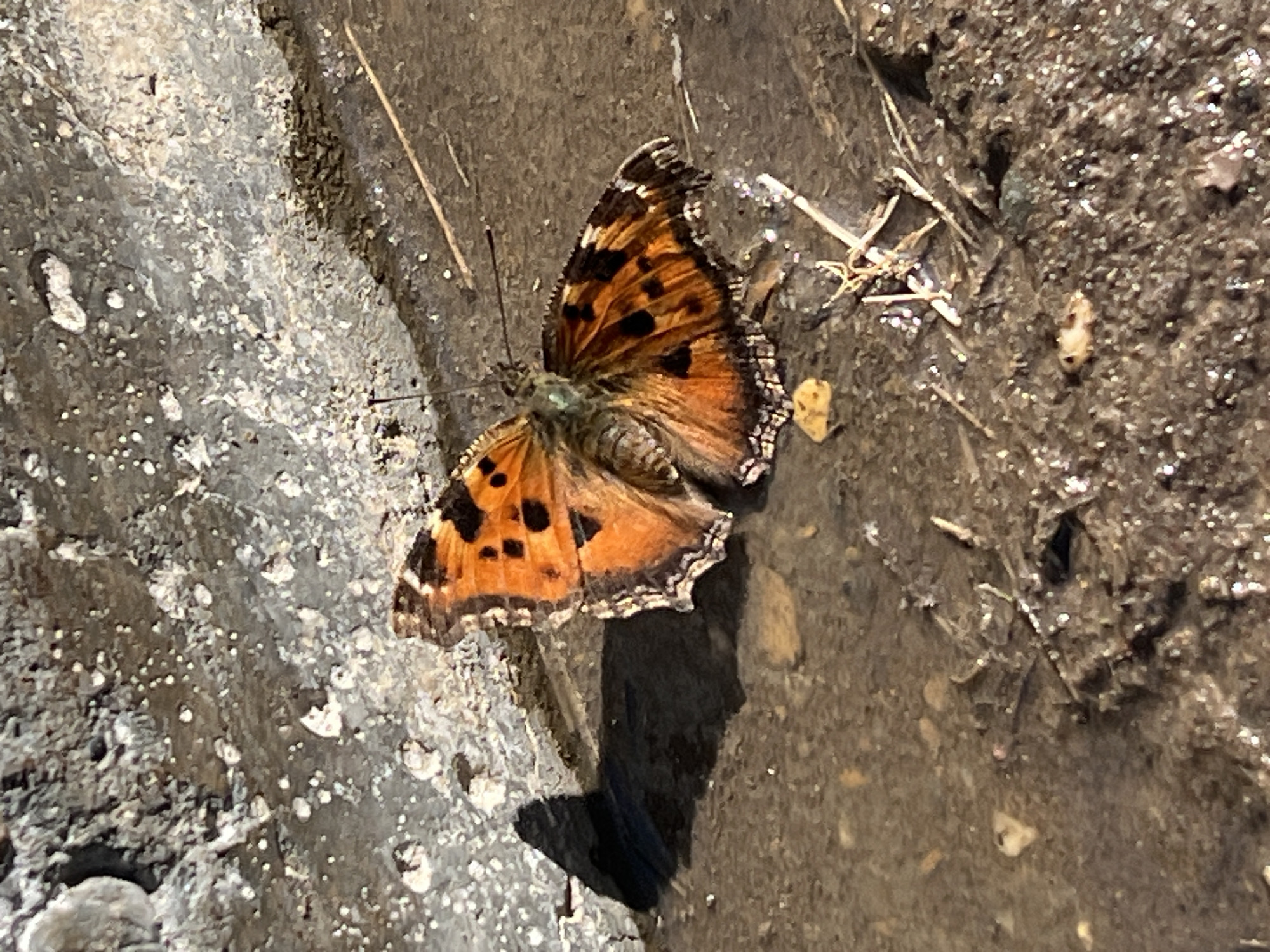 An orange and black butterfly is positioned with open wings on a wet, muddy ground surface in Noviy, Russia. The butterfly exhibits distinct black spots and markings on its orange wings, which have slightly ragged, dark-colored edges. Its body is grey-brown. The ground beneath the butterfly consists of saturated soil, small pebbles, and organic debris, forming a shallow puddle that reflects sunlight. Adjacent to this wet ground, on the left and upper sections of the frame, is a rough, grey concrete or stone structure speckled with white crystalline deposits. This structure casts a prominent shadow across the wet earth. The scene is illuminated by direct sunlight. No people are present.