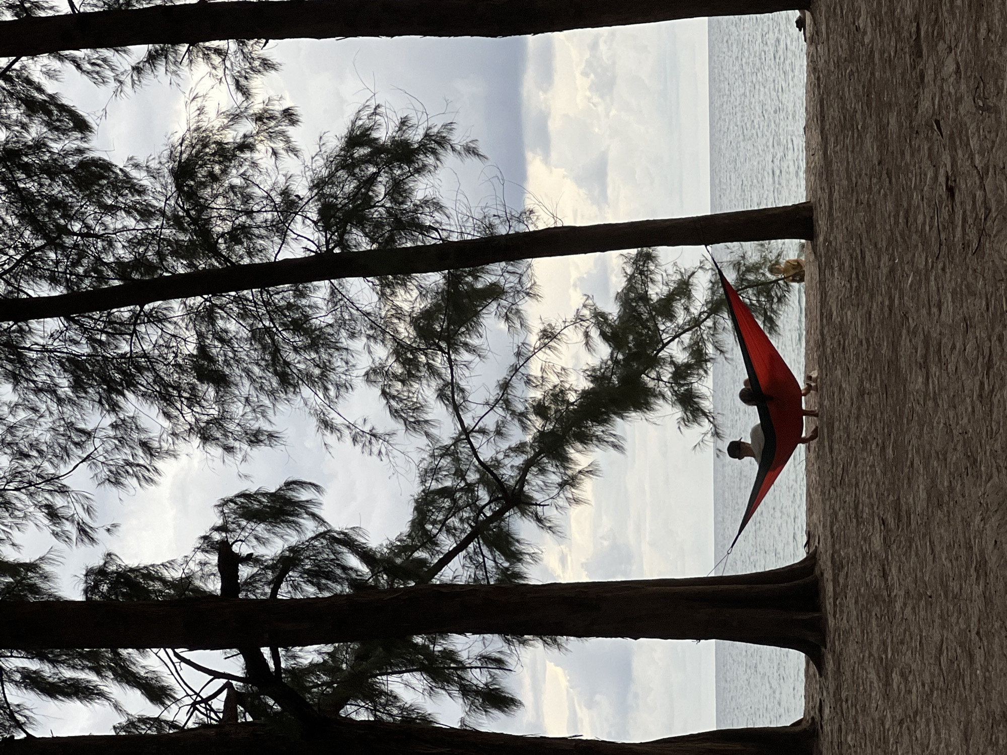 A view of a beach with pine trees in the foreground shows two people reclining in a hammock. The hammock, which is red and black, is suspended between two trees. The couple is facing the ocean, which is calm and stretches to the horizon under a cloudy sky. The sand in the foreground is a light brown color, with some scattered pine needles. The trees are tall and dark, with feathery green needles. The overall mood of the image is peaceful and serene.
