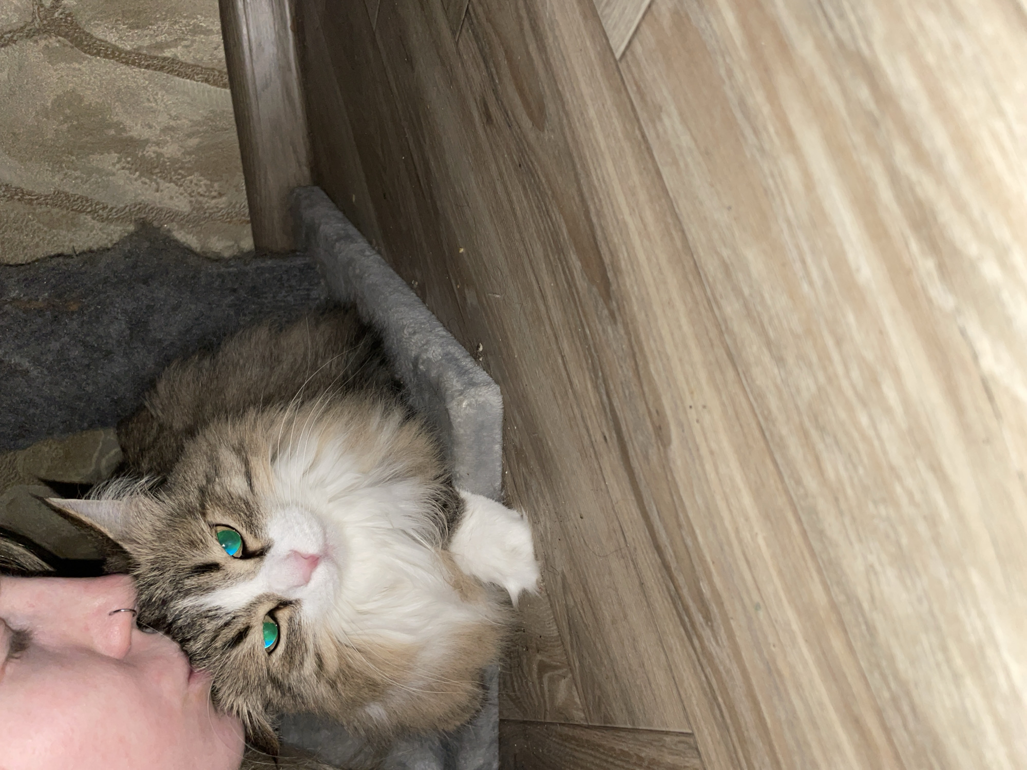A fluffy cat with green eyes is lying on its back in a grey cat bed. A person's face is close to the cat. The bed is located near a wall with wood-patterned panels. The location of this image in Izhevsk, Russia is unknown.