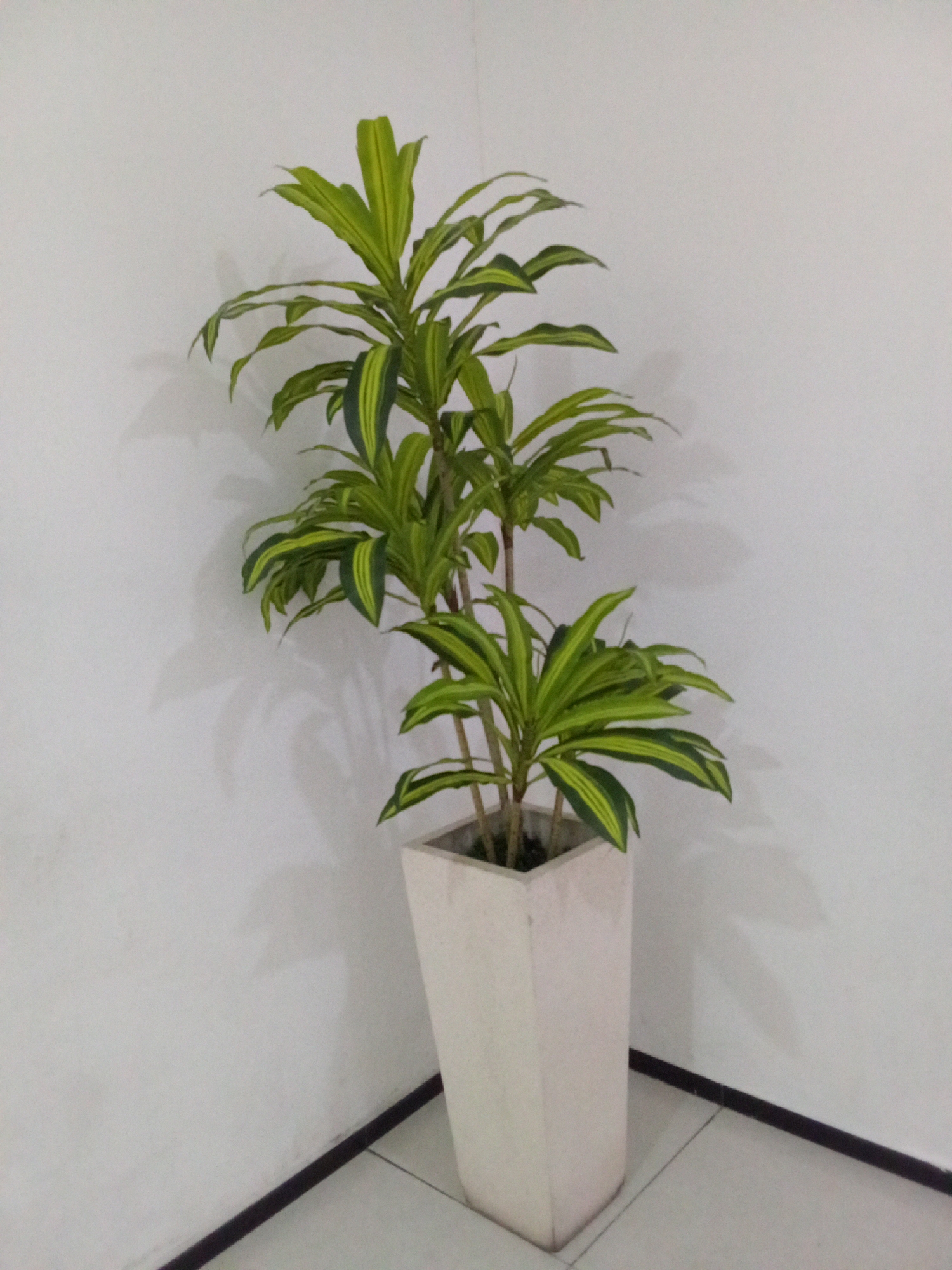 A tall, narrow, white planter containing a Dracaena plant is positioned in the corner of a room where two white walls meet. The plant has multiple stems with long, variegated green and yellow leaves. The floor is tiled, and a dark, thin line runs along the base of the walls, separating them from the floor. The lighting suggests an indoor environment, with shadows cast on the wall from the plant. The image is taken from a medium distance, capturing the plant and its immediate surroundings. The scene appears to be within a residential or commercial space in Kediri City, Indonesia.