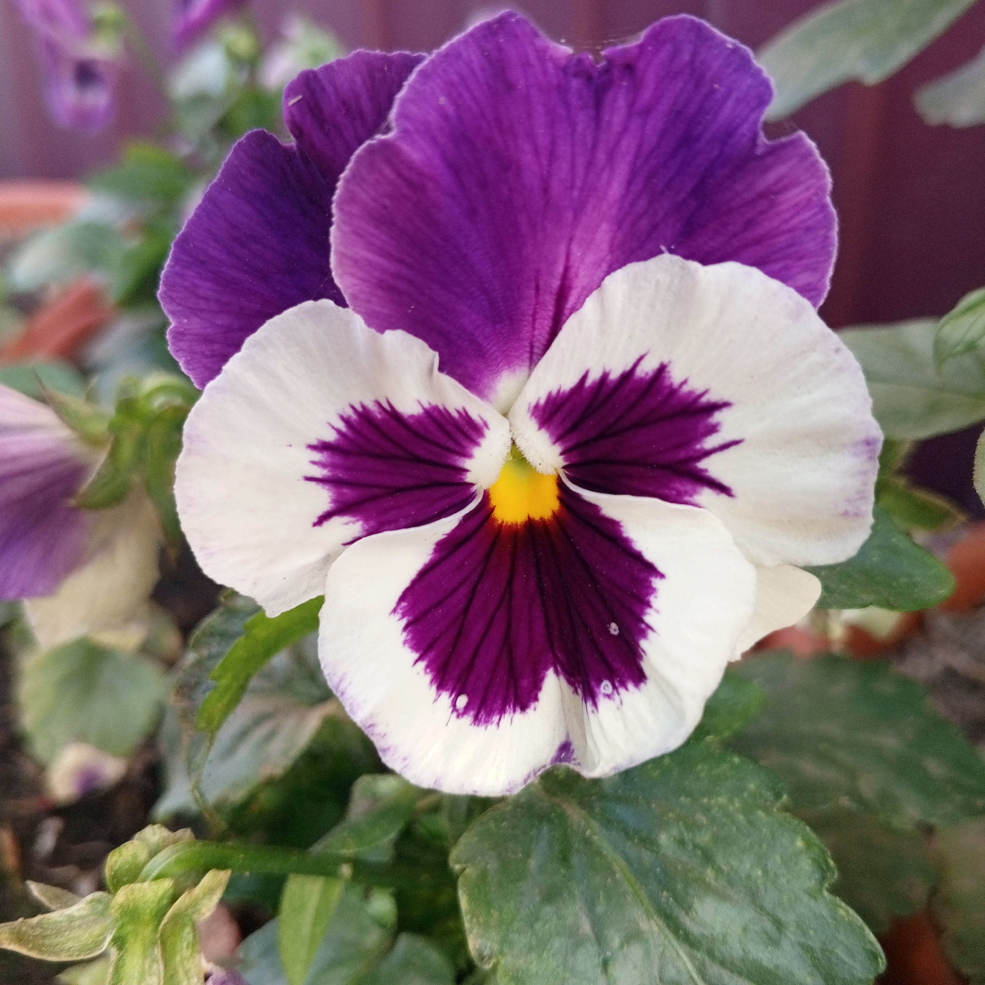 A close-up, eye-level photograph captures a single pansy bloom in the city of Sayanogorsk, Russia. The flower is predominantly white and deep purple, with a bright yellow center. The purple markings are concentrated in the lower half of the bloom and extend outwards in a fan-like pattern, with dark veins accentuating the petals. The outer petals are a soft, velvety purple, framing the white lower petals. Dewdrops are visible on some of the white petals. The flower is surrounded by green foliage, some of which appears slightly dusty. In the background, out-of-focus purple flowers and muted brown and green tones suggest a garden setting. No people are visible in the image.
