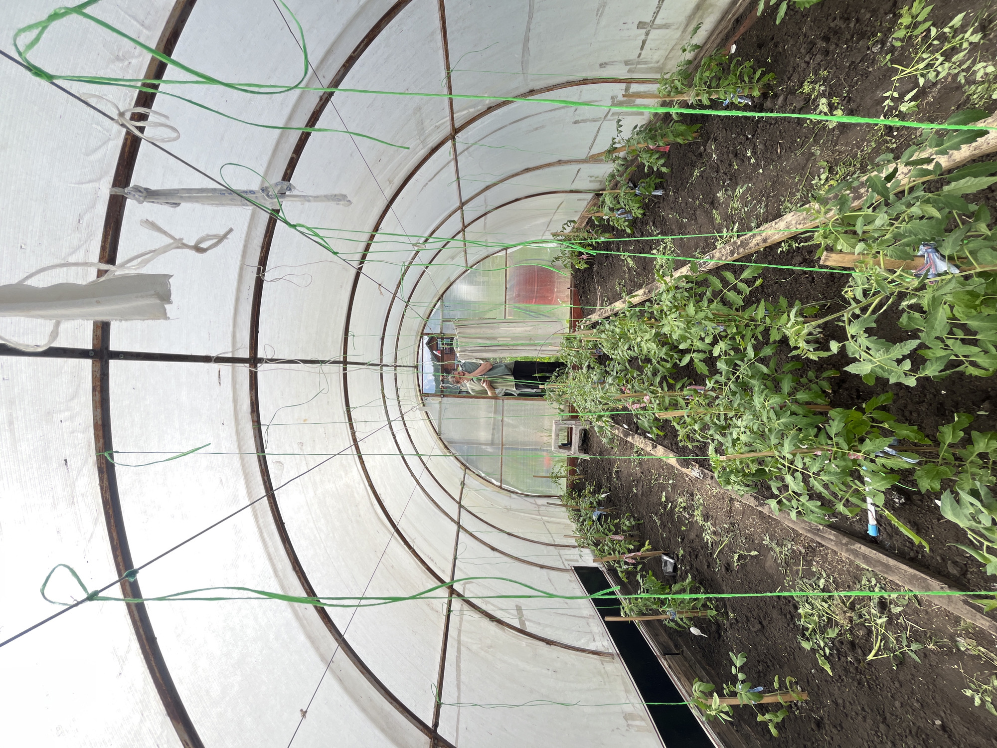 The image shows the interior of a greenhouse with a white, translucent covering supported by a metal frame. Rows of tomato plants are growing in the dark soil, supported by wooden stakes and green twine. A person wearing a green shirt and black pants is visible in the background, standing amongst the plants and appearing to be tending to them. The overall environment suggests a horticultural setting within the city of Berezovskii, Russia, likely a private garden or small-scale farm.
