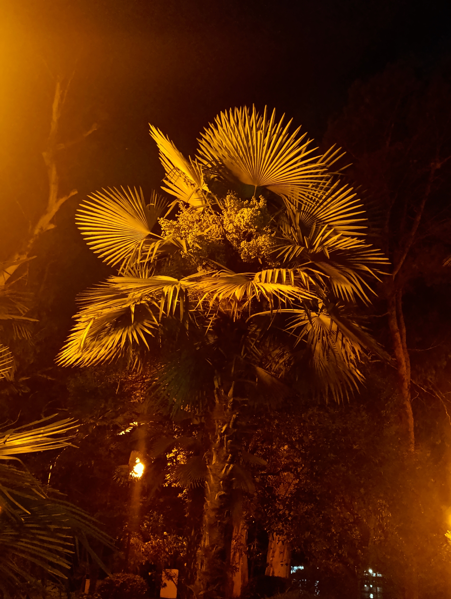 A palm tree is illuminated by artificial light at night in Sokhumi, Abkhazia. The palm tree's fronds are spread out and catch the golden glow of the light, creating a dramatic silhouette against the dark night sky. The surrounding environment is also visible, with other trees and foliage dimly lit in the background, suggesting an outdoor setting such as a park or street. The light source appears to be a streetlamp or similar artificial lighting fixture, casting an orange hue over the scene.