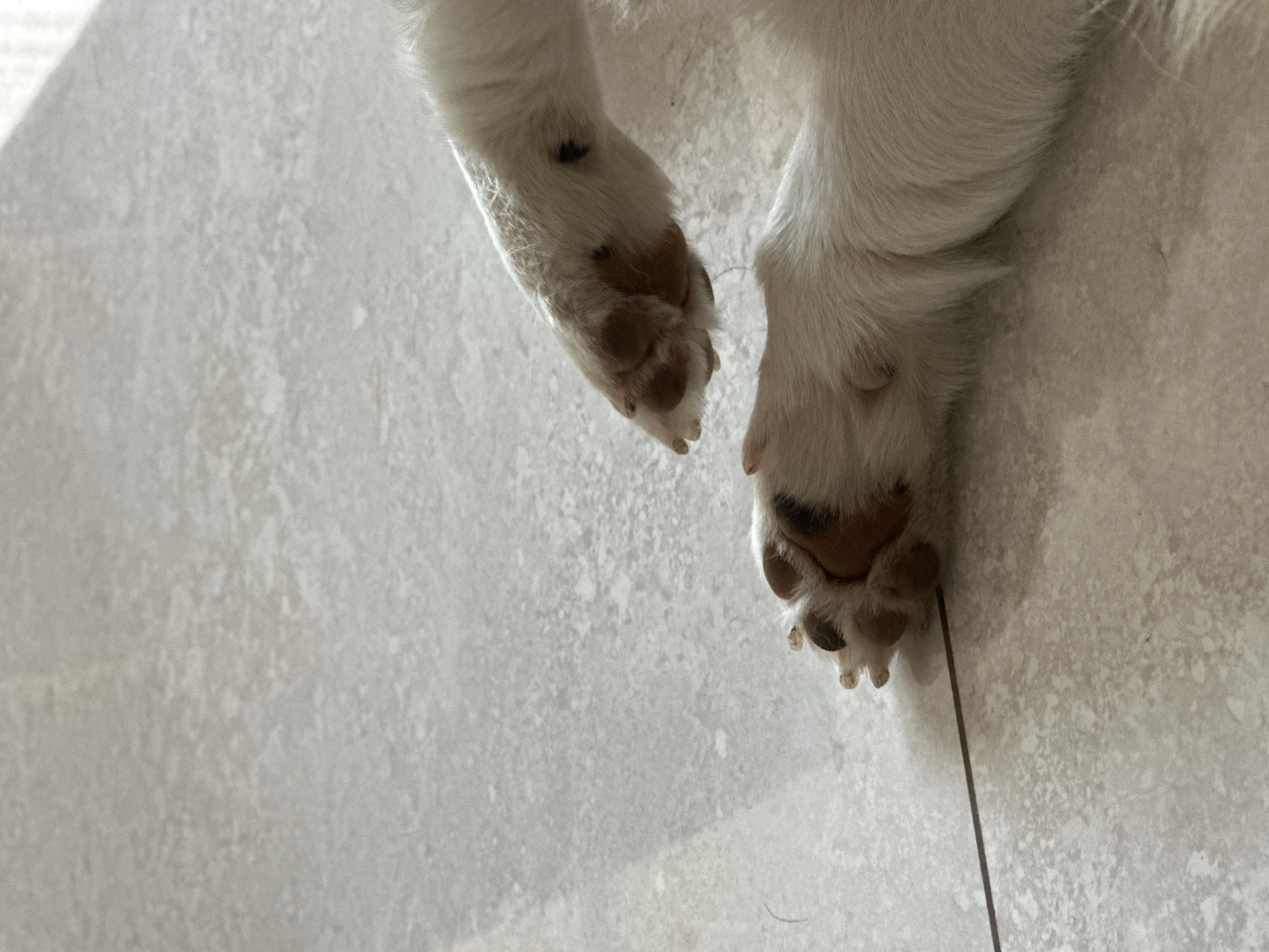 The image shows the paws of a dog resting on a light gray, textured floor. The dog's fur is white, with brown or tan markings on the paws. There is also a small black spot on the top of one paw. A thin, dark-colored strand is visible near the right paw.
There is no information in the image to determine the location in the city of Mengwi, Indonesia.