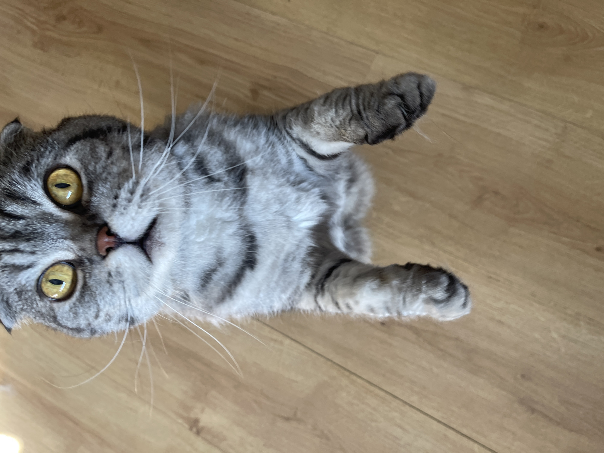 A Scottish Fold cat with grey tabby markings and yellow eyes stands on its hind legs, looking directly at the camera. The cat's front paws are raised and extended forward. It is positioned on a light brown wooden floor.