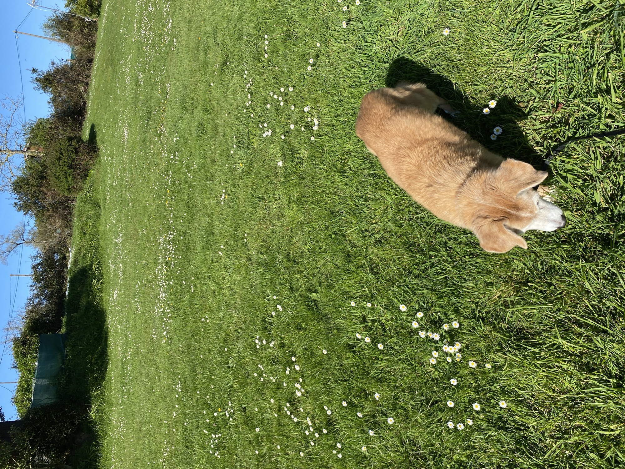 A dog rests on a grassy field in Villaviciosa, Spain. The field is filled with daisies, and the sun is shining brightly. A few trees and bushes are in the background and a blue sky.