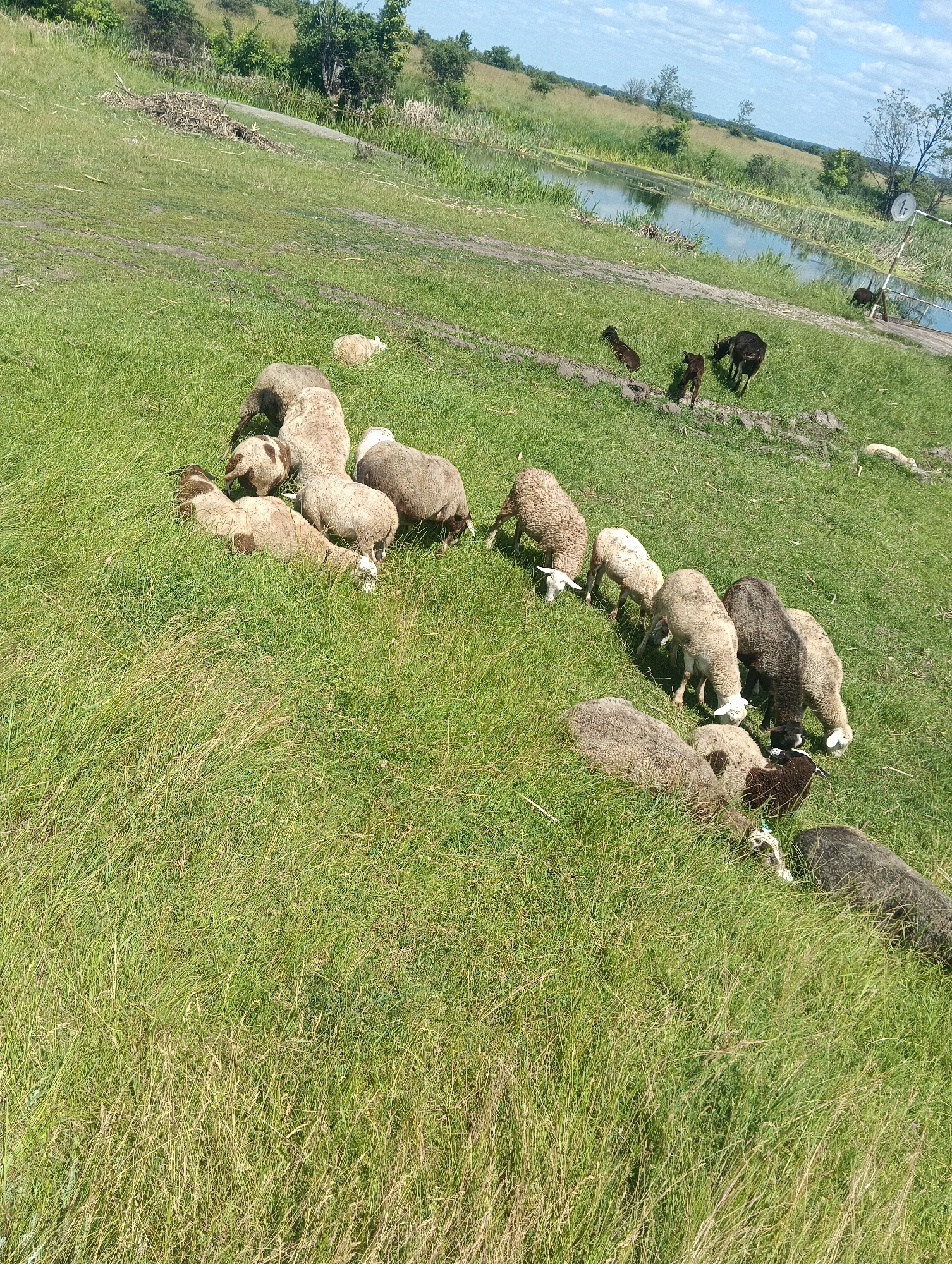 A flock of sheep grazes in a lush green field near a tranquil body of water. The sheep, varying in color from white to brown and black, are scattered across the grassy expanse, some standing and nibbling at the grass, while others lie down. In the background, the water reflects the blue sky with scattered white clouds, bordered by reeds and trees. The scene suggests a peaceful, rural setting on a bright, sunny day. The sheep appear content and relaxed as they forage in the open pasture.