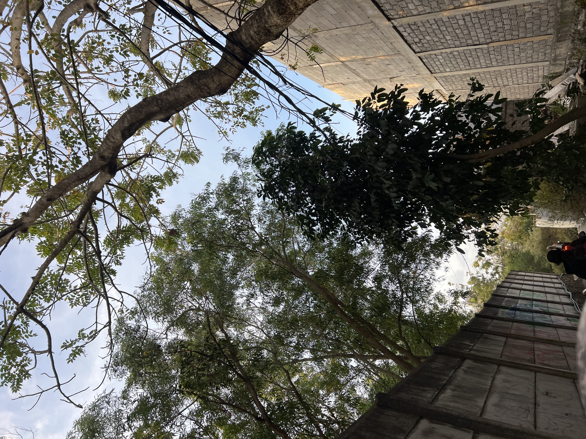 The image captures a scene in Kuta Selatan, Indonesia, characterized by a mix of natural and man-made elements. Dominating the upper portion of the frame are the branches and leaves of several trees, some with sparse foliage, others with dense green canopies, set against a pale blue sky. To the right, a textured, light-colored concrete wall rises, constructed from rectangular blocks, with vertical sections of a lighter shade. Several black electrical cables run diagonally across the frame, originating from the vicinity of the wall and disappearing into the foliage.
In the lower left, a weathered, grey concrete wall runs diagonally across the scene, its surface showing signs of age and graffiti. A small section of this wall in the foreground appears to have colorful graffiti art. Beyond the walls and trees, the background shows a dense growth of vegetation, suggesting a natural or semi-natural environment. In the lower right of the image, near the bottom edge, a person is visible on a motorcycle, their back to the camera, their silhouette illuminated by a red taillight, indicating movement. The overall lighting suggests it is either early morning or late afternoon.