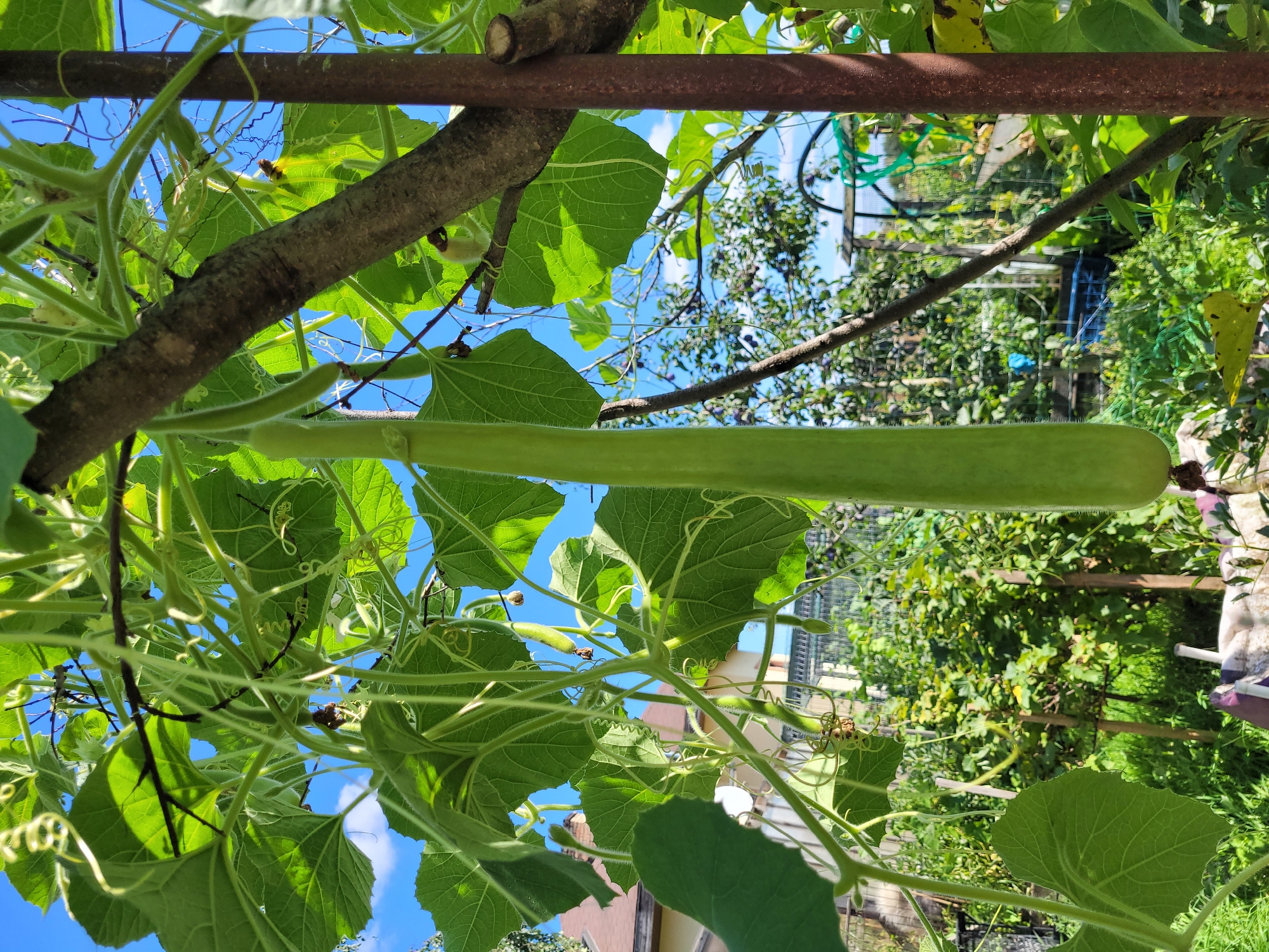 In Spuņciems, Latvia, a long, green gourd hangs from a vine amidst lush foliage under a bright, blue sky. The gourd, smooth and elongated, is the central subject, positioned vertically. Surrounding it, large, heart-shaped leaves with prominent veins create a dense canopy, interspersed with delicate, spiraling tendrils. A weathered tree branch, thick and textured, runs diagonally across the frame, providing support for the vine. Adjacent to it, a rusty metal pole stands vertically, hinting at garden infrastructure. In the background, a residential building with a light-colored roof is partially visible, nestled amongst more greenery. Further back, a garden scene unfolds with a variety of plants, a wire fence, and a greenhouse structure, suggesting a cultivated outdoor space. The overall impression is one of a thriving garden on a sunny day.