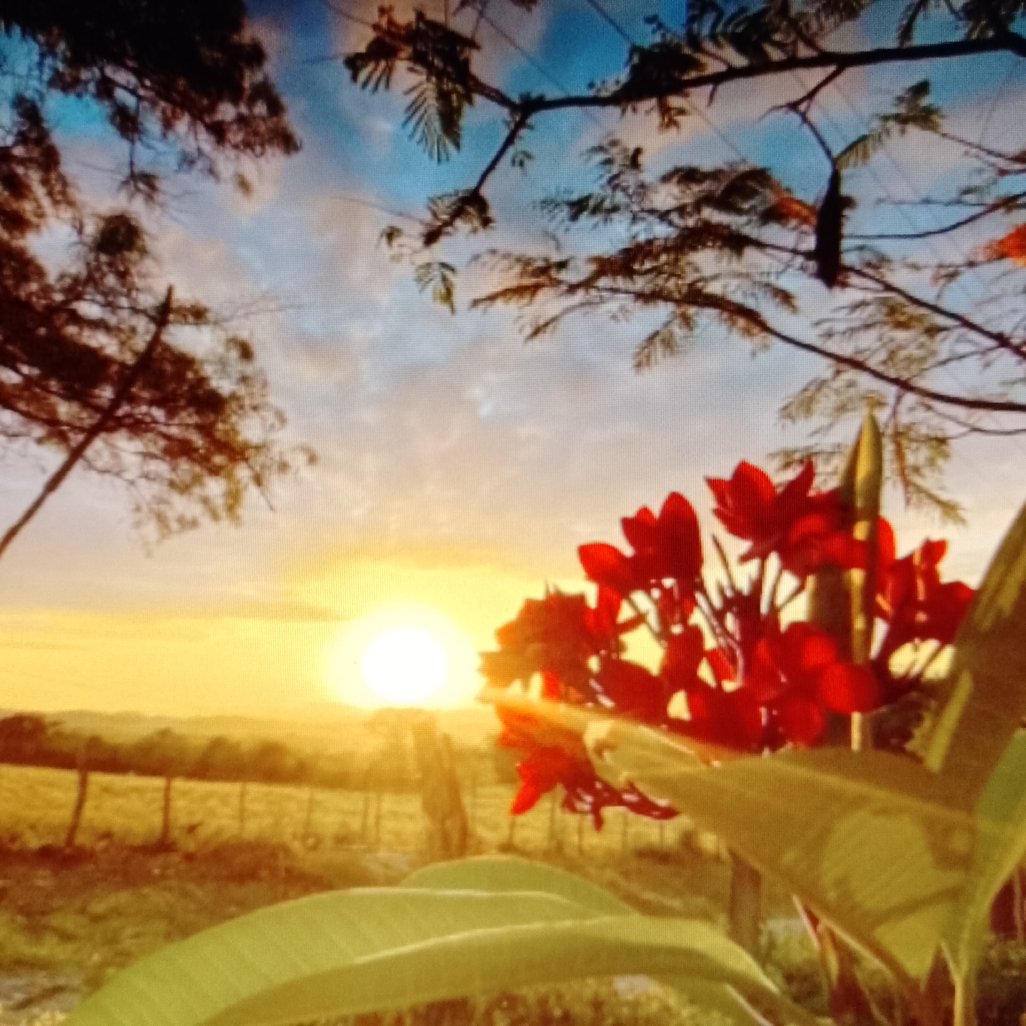 The image depicts a vibrant sunset viewed through foliage. Red flowers and green leaves are in the foreground. Behind them is a rural landscape with fields and a fence. The sun is low on the horizon, casting a golden glow. Tree branches with sparse leaves are visible at the top of the frame. The location is unknown.