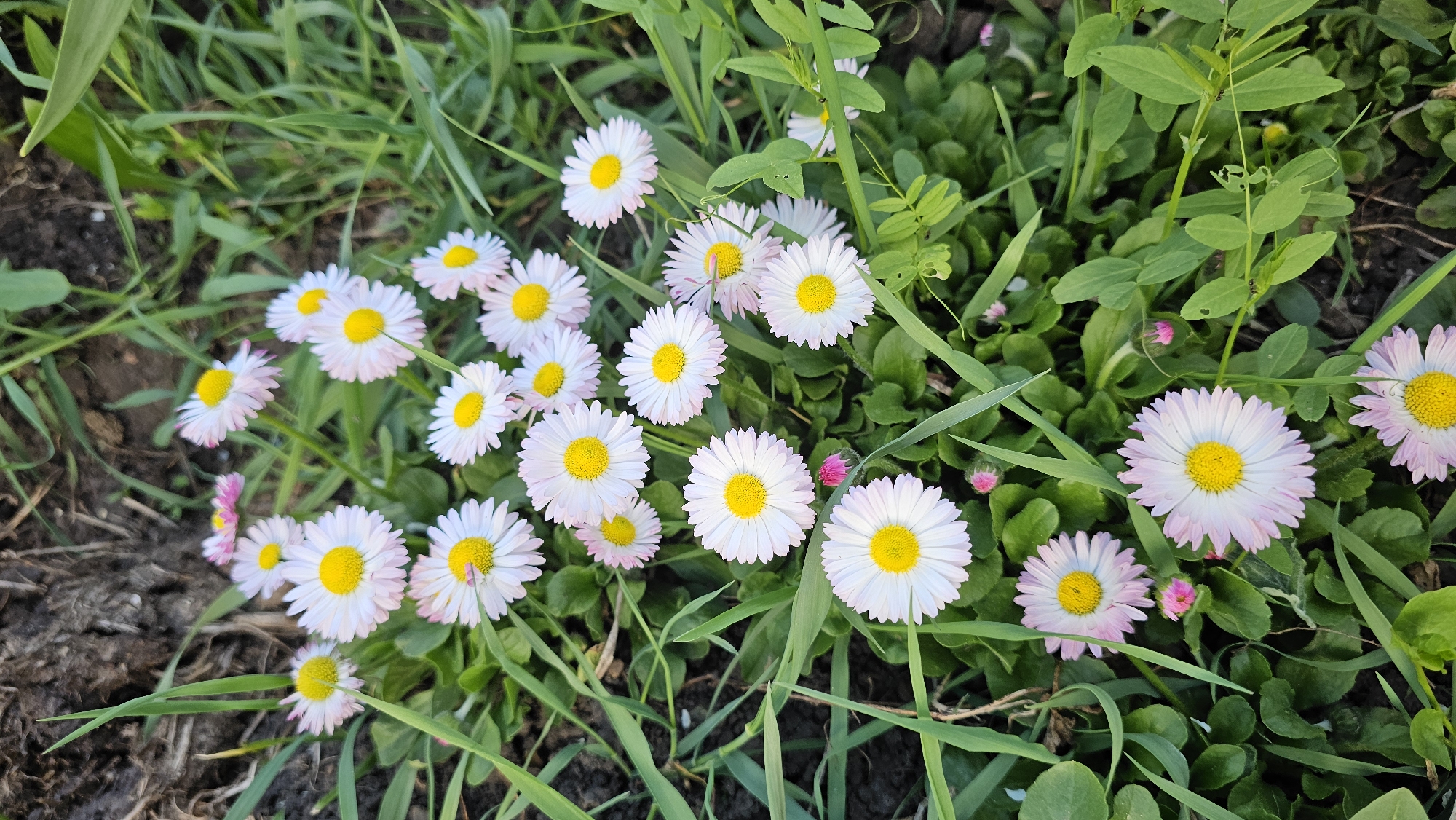 A ground-level view shows a dense patch of Bellis perennis flowers, commonly known as daisies, interspersed with green foliage and blades of grass. The daisies have white petals with a light pink hue at the tips, and a bright yellow center. Patches of dark soil are visible, suggesting the location is an outdoor garden bed. The image captures the texture and color variation within the natural environment. The location is Unknown, Unknown.