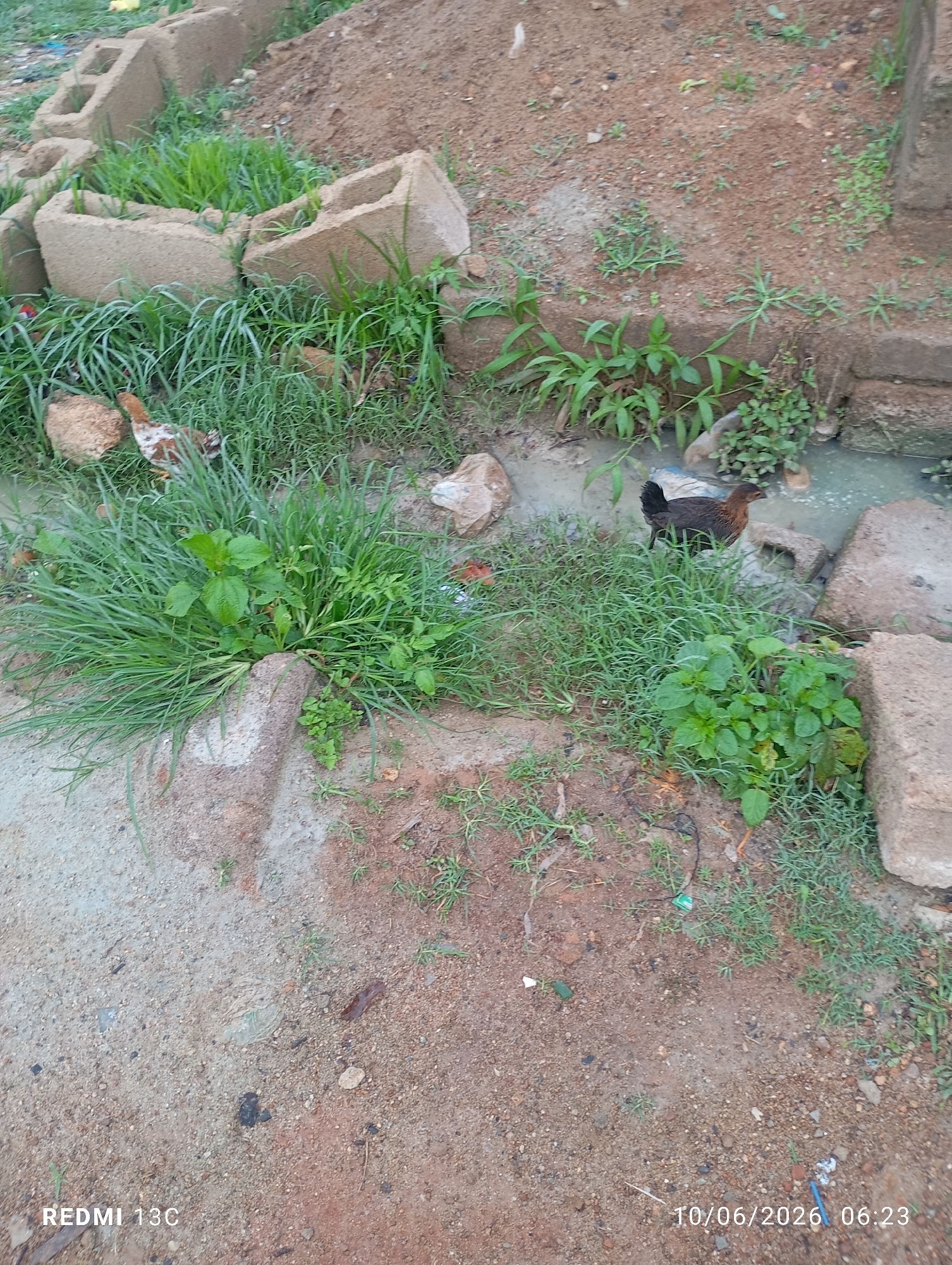 In a dirt lot in Jos, Nigeria, two chickens are visible foraging among overgrown grass and scattered concrete blocks. One chicken, predominantly white with brown markings, is pecking at the ground. The second chicken, a dark brown hen, stands near a murky water channel, also looking for food. The environment is unkempt, with a visible drainage ditch and evidence of construction materials. The ground is a mixture of red dirt and small stones, with patchy vegetation growing in clusters. The scene appears to be an outdoor, undeveloped area, possibly on the outskirts of a residential or industrial zone in Jos.