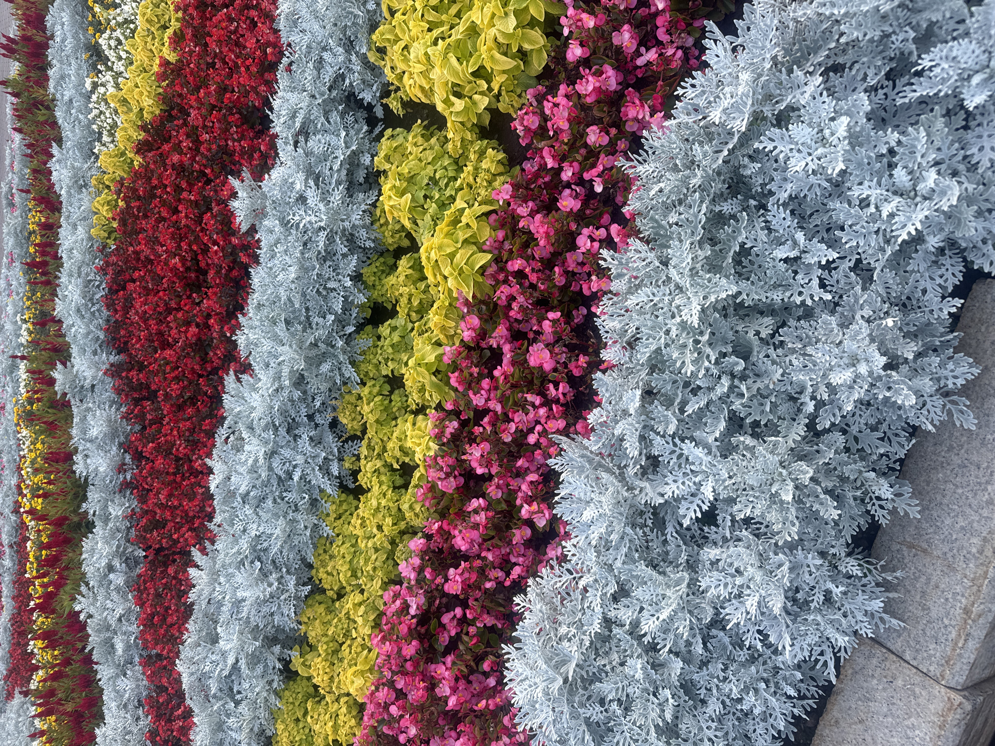 The image shows a flower bed with rows of plants in various colors, including red, yellow, pink, and silver-grey. The plants are arranged in neat, horizontal lines, creating a striped effect. The foreground features a row of silver-grey, feathery plants, followed by a row of bright pink flowers, then a row of yellow-leafed plants, and finally a row of red flowers. In the background, more rows of flowers in red, yellow, and other colors can be seen extending into the distance. The flower bed appears to be well-maintained and is likely part of a public garden or park. There are no people or animals visible in the image. The setting does not provide any specific clues to determine the location within the city of Irkutsk, Russia.