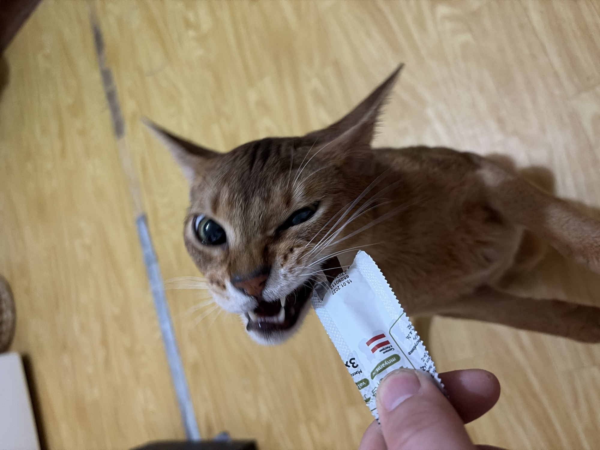 A close-up shot features an Abyssinian cat aggressively biting at a white packet held in a person's hand. The cat's mouth is open, exposing its teeth, and its eyes are narrowed. The packet is partially in focus, with Russian text, including the website "mnyams.ru," "Republic," "Savla" "Austria," and an expiration date of "15.01.2027" visible. The background consists of a wooden floor. The location is not provided in the image.