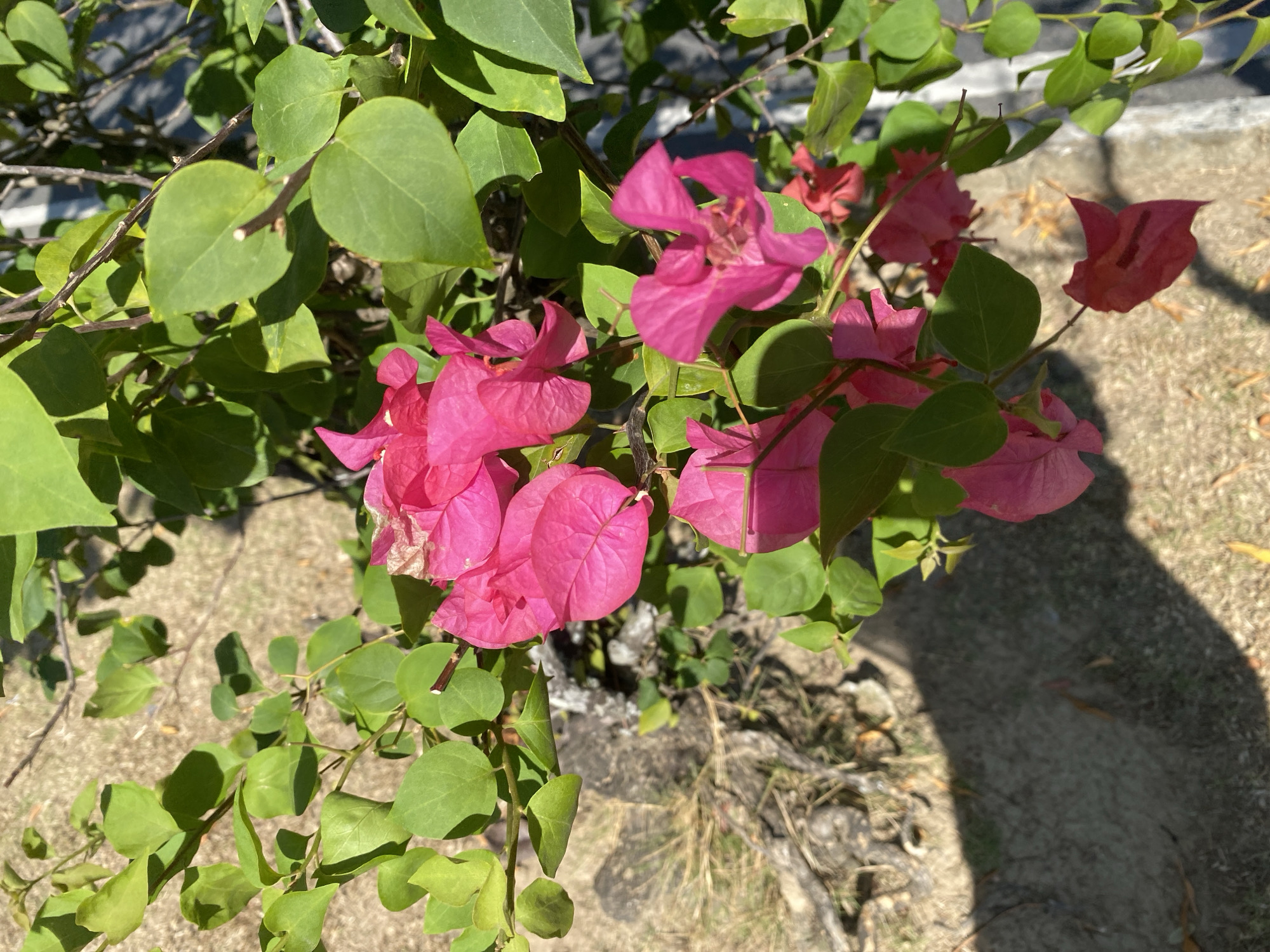 A close-up, high-angle shot captures vibrant pink bougainvillea flowers and lush green leaves against a muted background of dry earth and some stones. The bougainvillea flowers, with their delicate papery bracts, are the primary focus, clustered in several points on the branches. The leaves are oval-shaped and a rich green, some catching the sunlight and casting subtle shadows. The ground beneath is a mix of dry soil and sparse, dried grass, with a few fallen leaves scattered about. A thin, greyish concrete barrier or curb is visible to the right, partially obscured by the foliage. The scene is devoid of people and any identifiable human activity, suggesting a natural setting possibly in a park or garden within Banjarbaru, Indonesia, where bougainvillea is a common ornamental plant. The lighting suggests it is daytime, with direct sunlight illuminating parts of the plants.