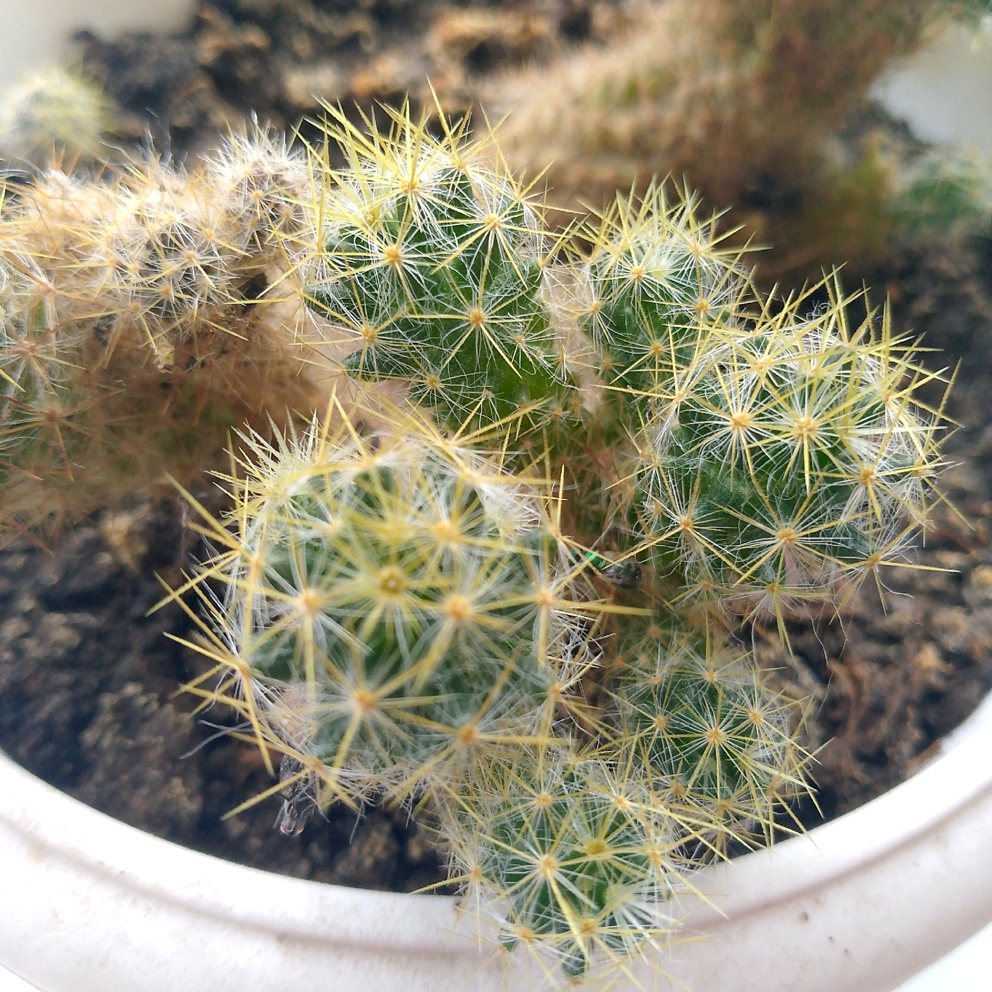 A close-up, overhead shot shows several small, green cacti with numerous yellow spines and fine white hairs, potted in dark soil within a white ceramic pot. The cacti are clustered together, with some appearing more mature and covered in fuzzy, light brown hairs and longer spines, while others are younger and greener. The background is a blurred mix of soil and possibly other plants. A small, dark insect with green markings is visible on the surface of one of the cacti. The image does not contain any information that can be used to determine its location in the city of Vyazniki, Russia.